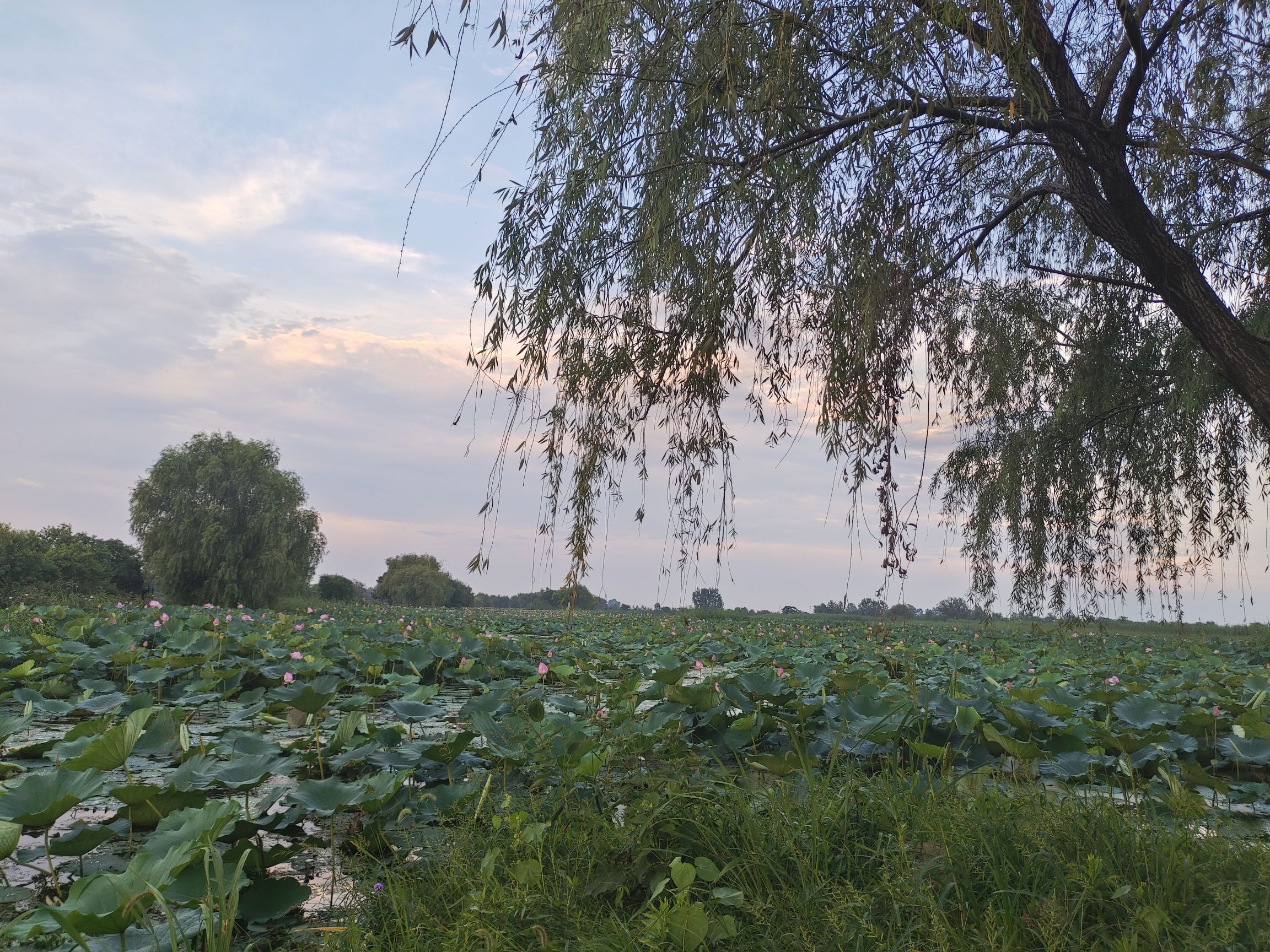 大渔滩湿地旅行图片 2