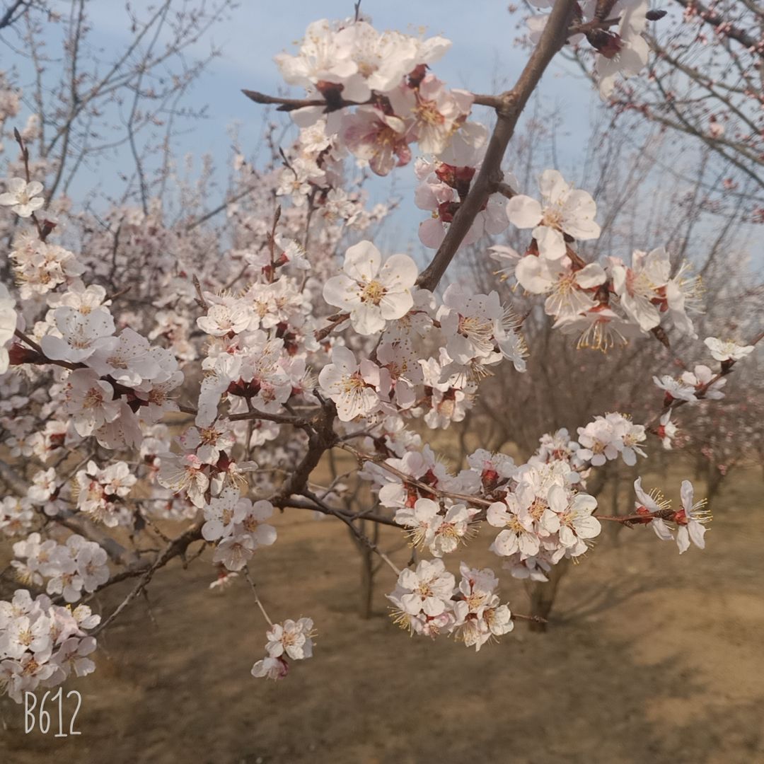 丽都欢乐世界旅行图片 3