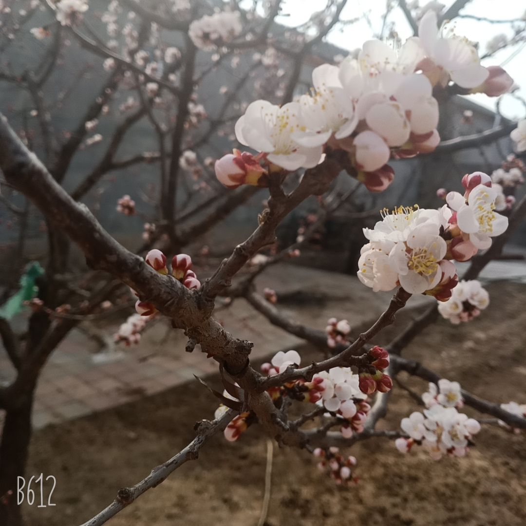 丽都欢乐世界旅行图片 2