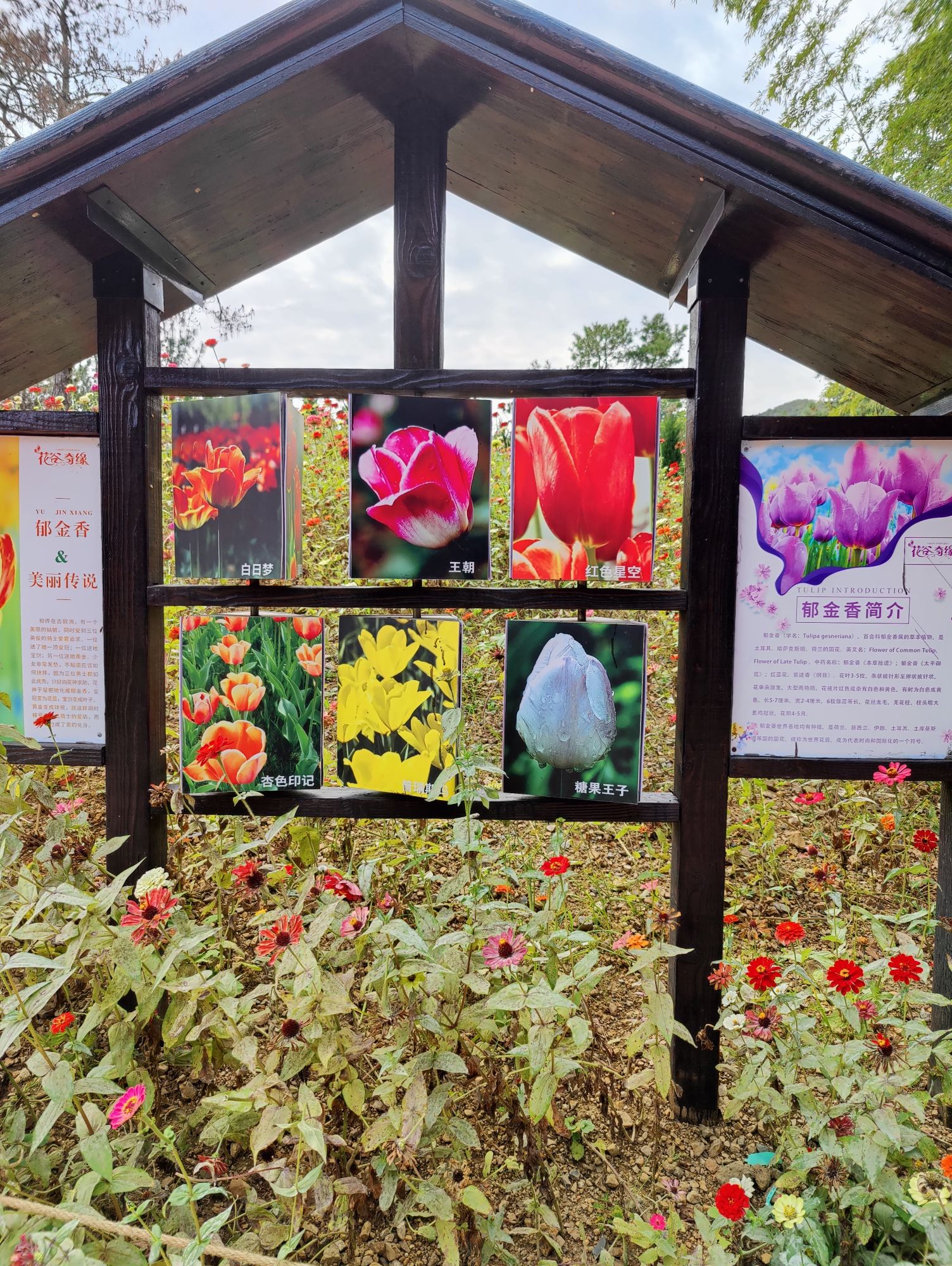 茅山花谷奇缘景区旅行图片 3