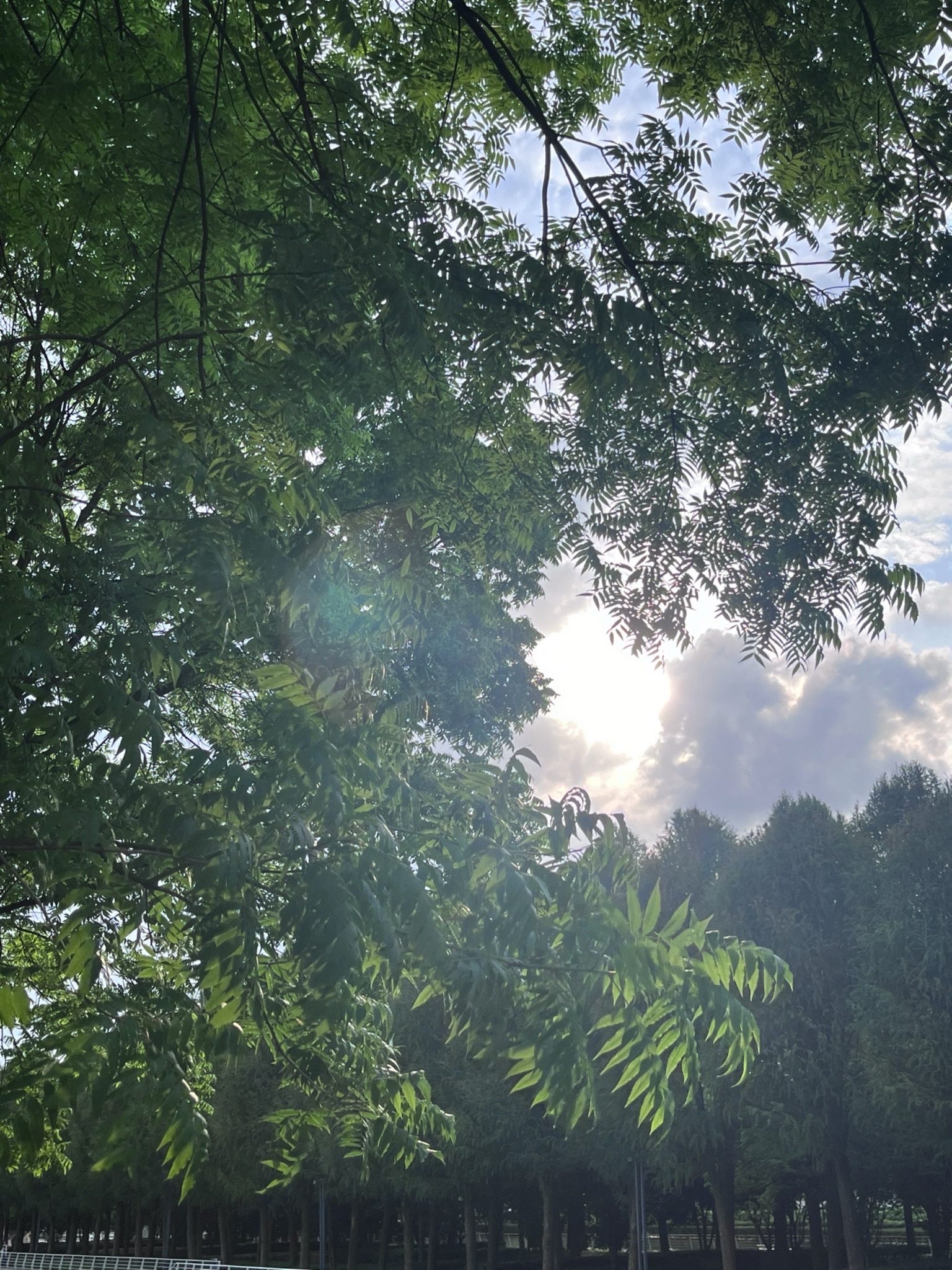 华翔绿地公园旅行图片 3