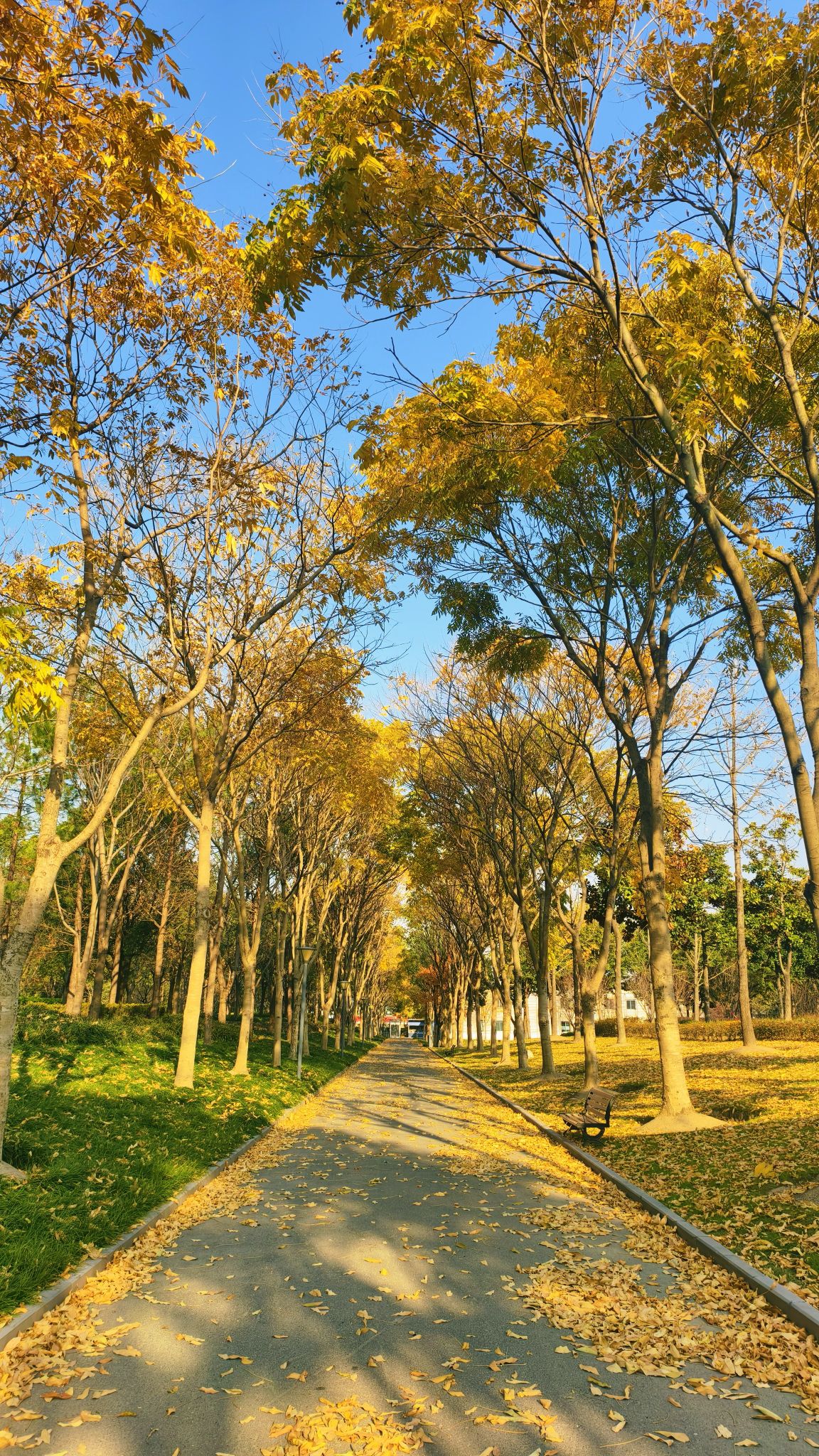 华翔绿地公园旅行图片 1