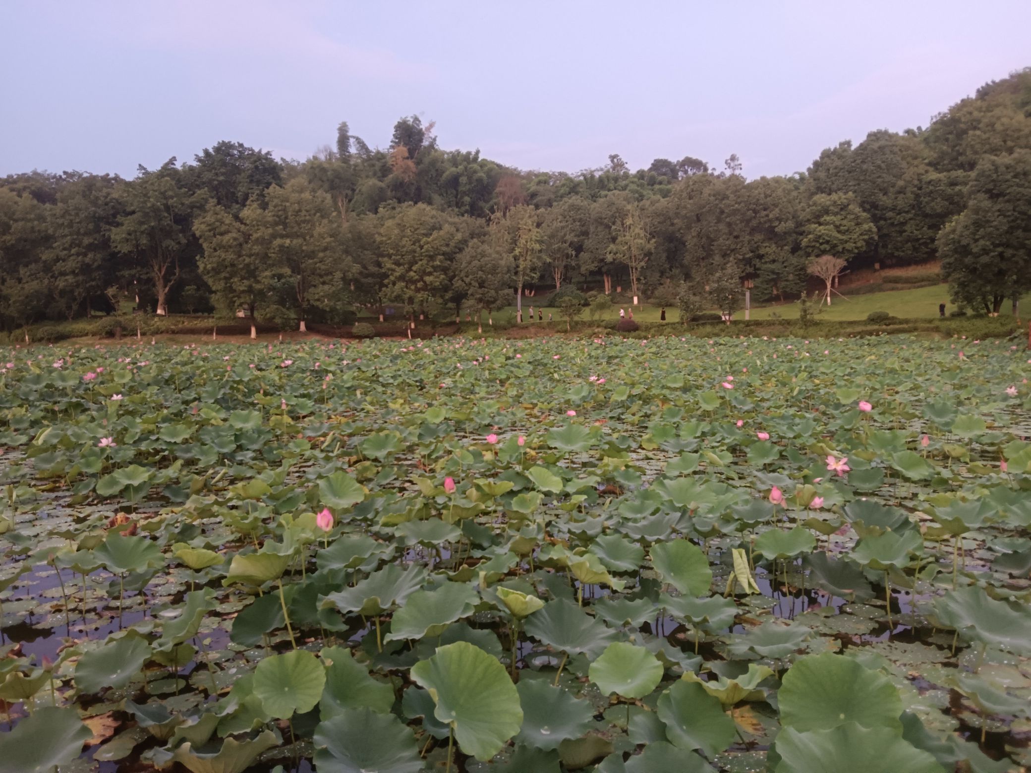 卧龙湖湿地公园旅行图片 3