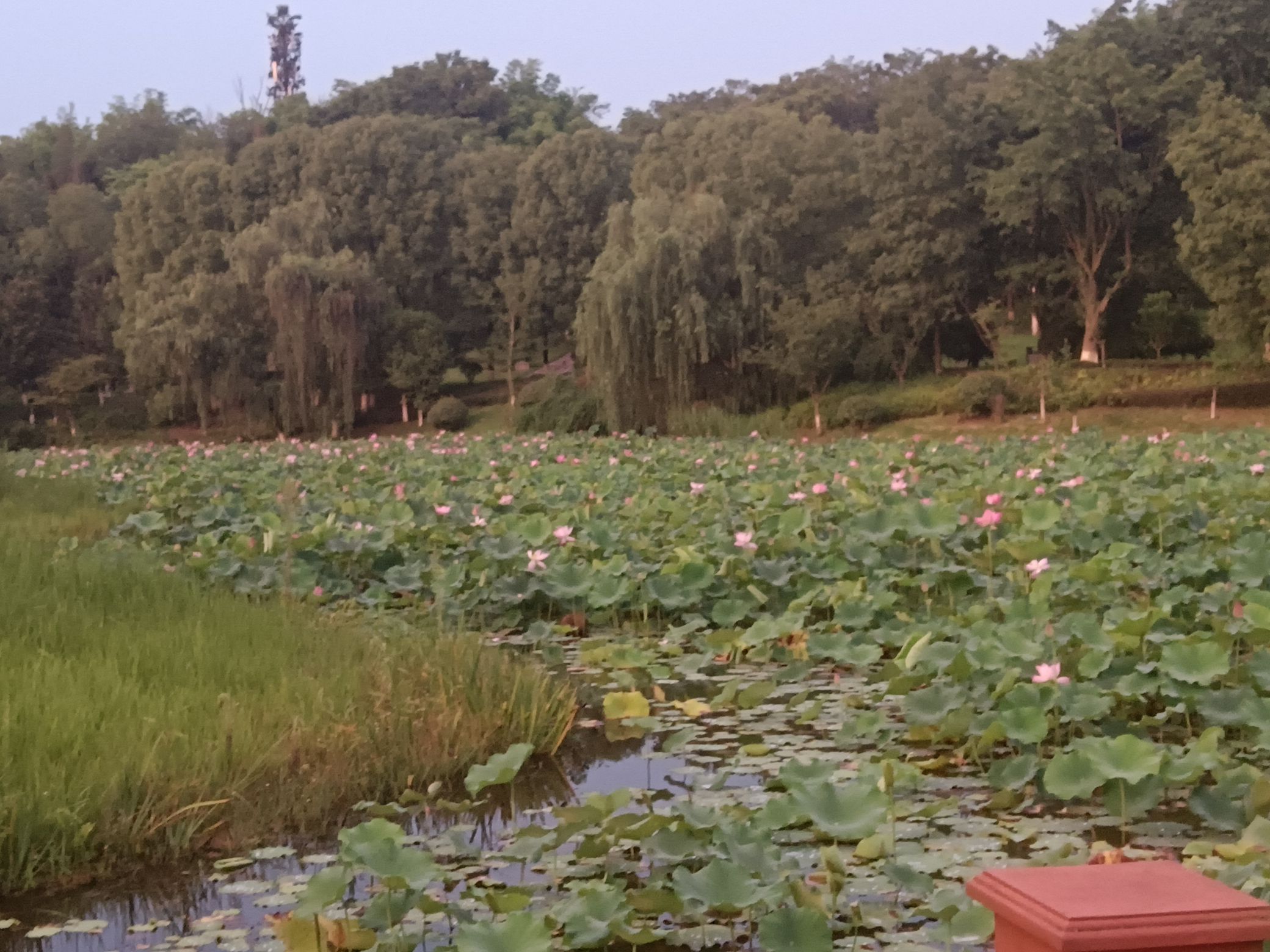 卧龙湖湿地公园旅行图片 1