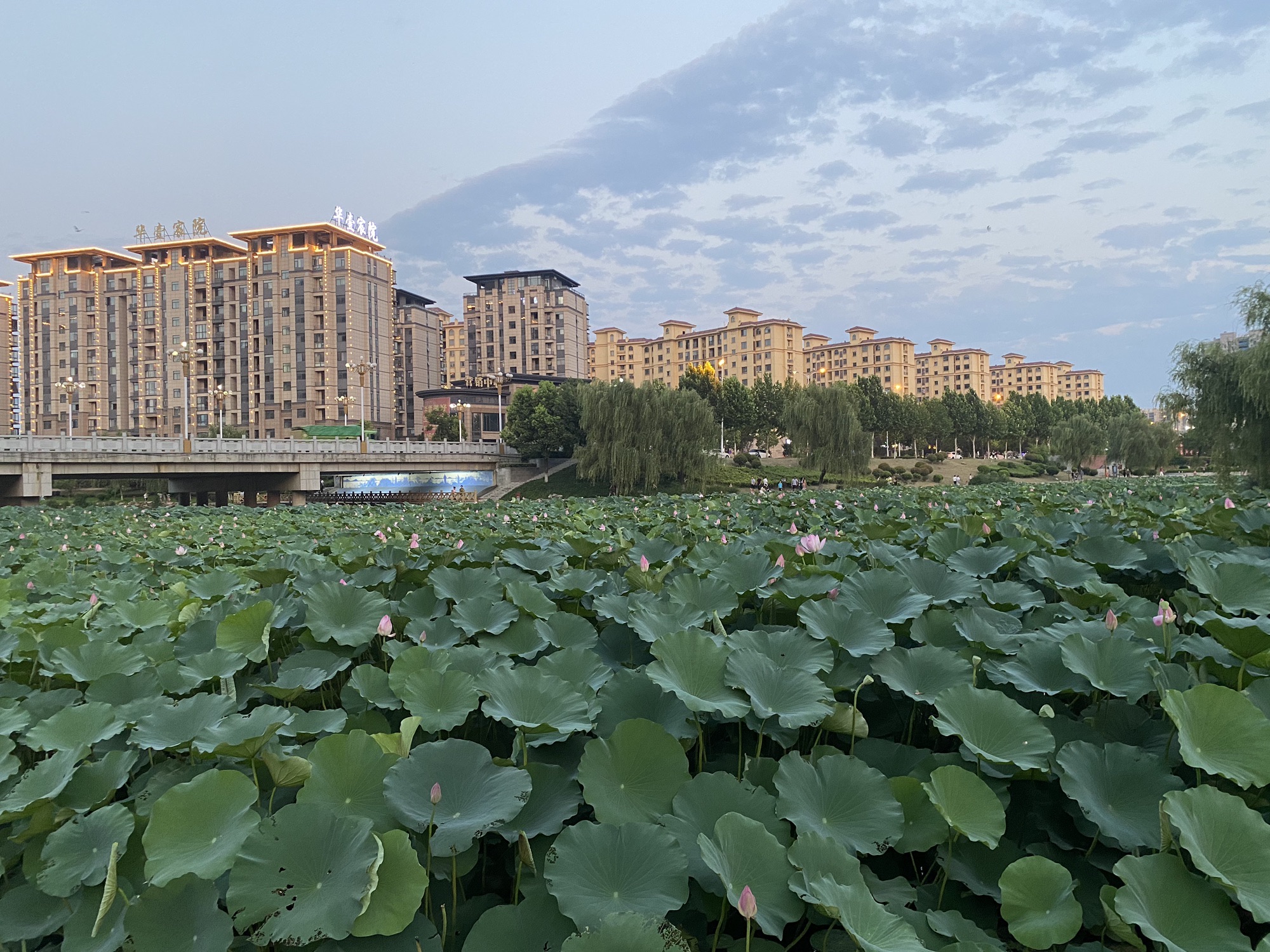 根亲文化公园