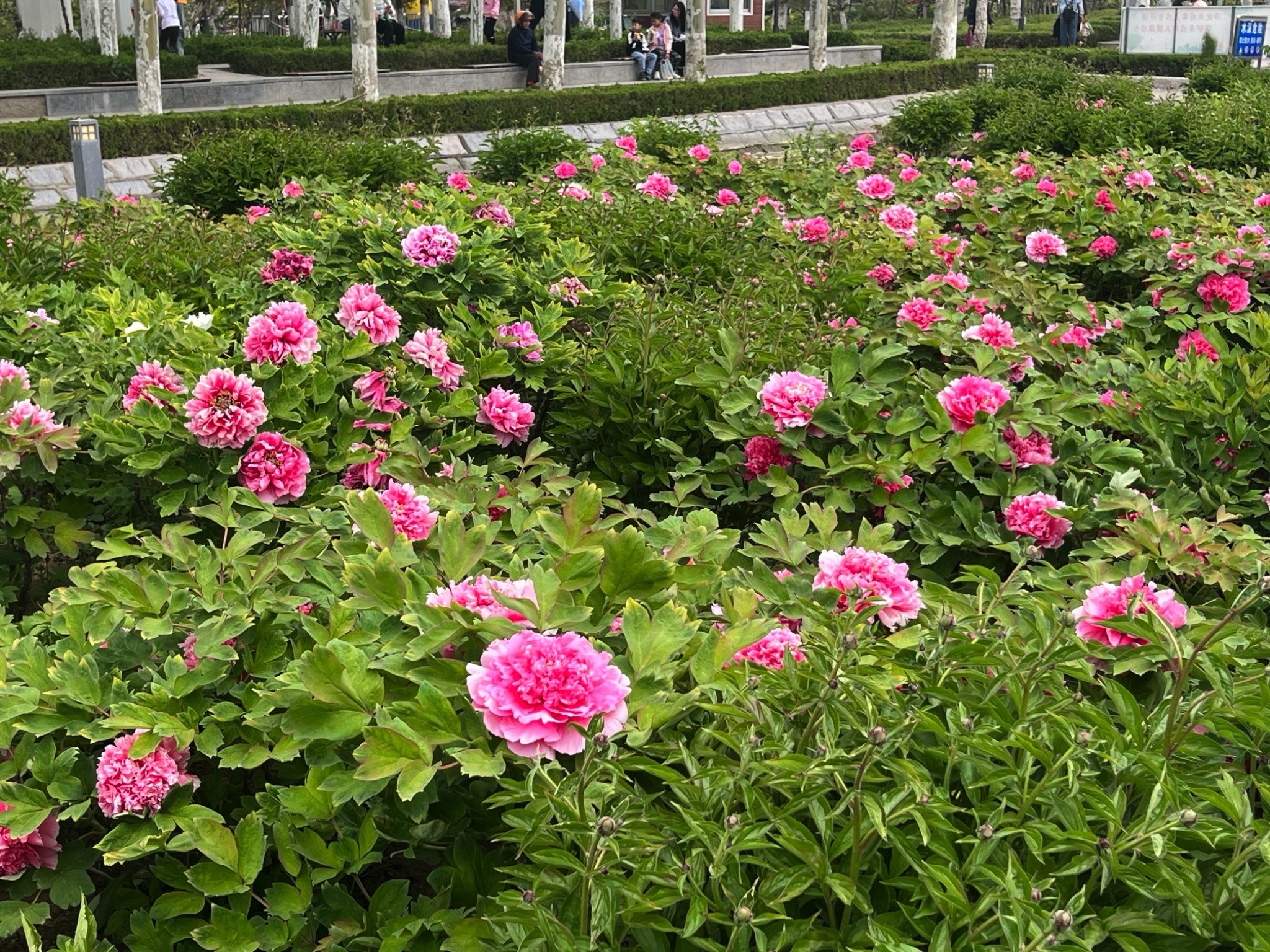 马桥植物园旅行图片 1
