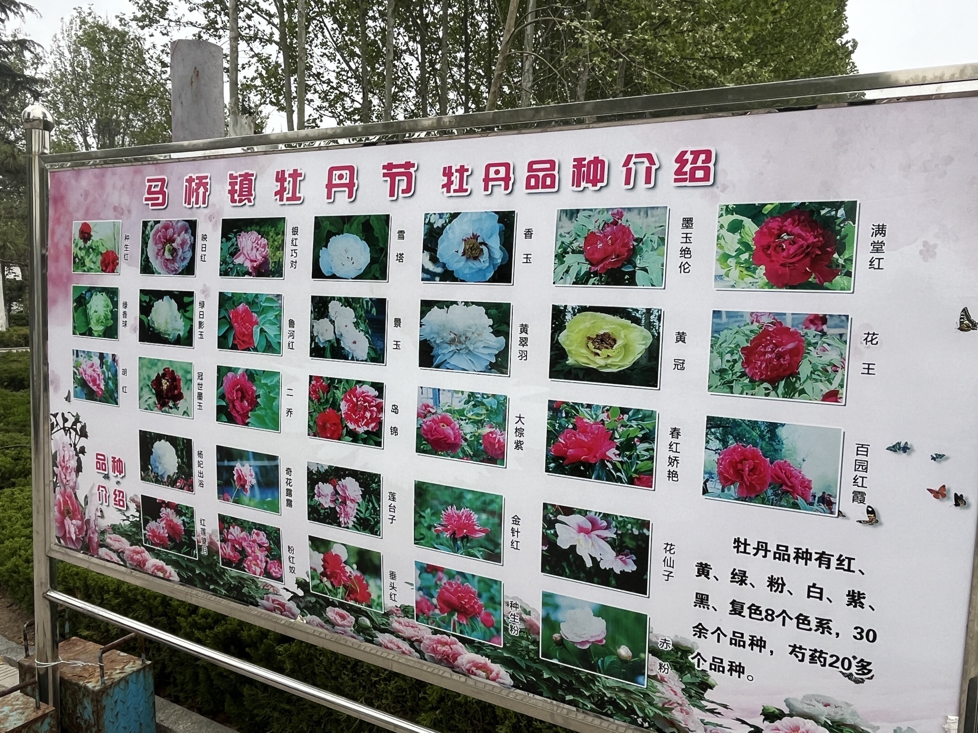 马桥植物园旅行图片 2