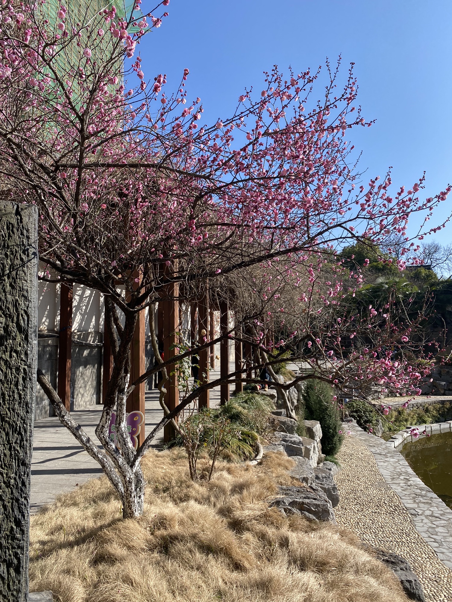 米公祠旅行图片 2