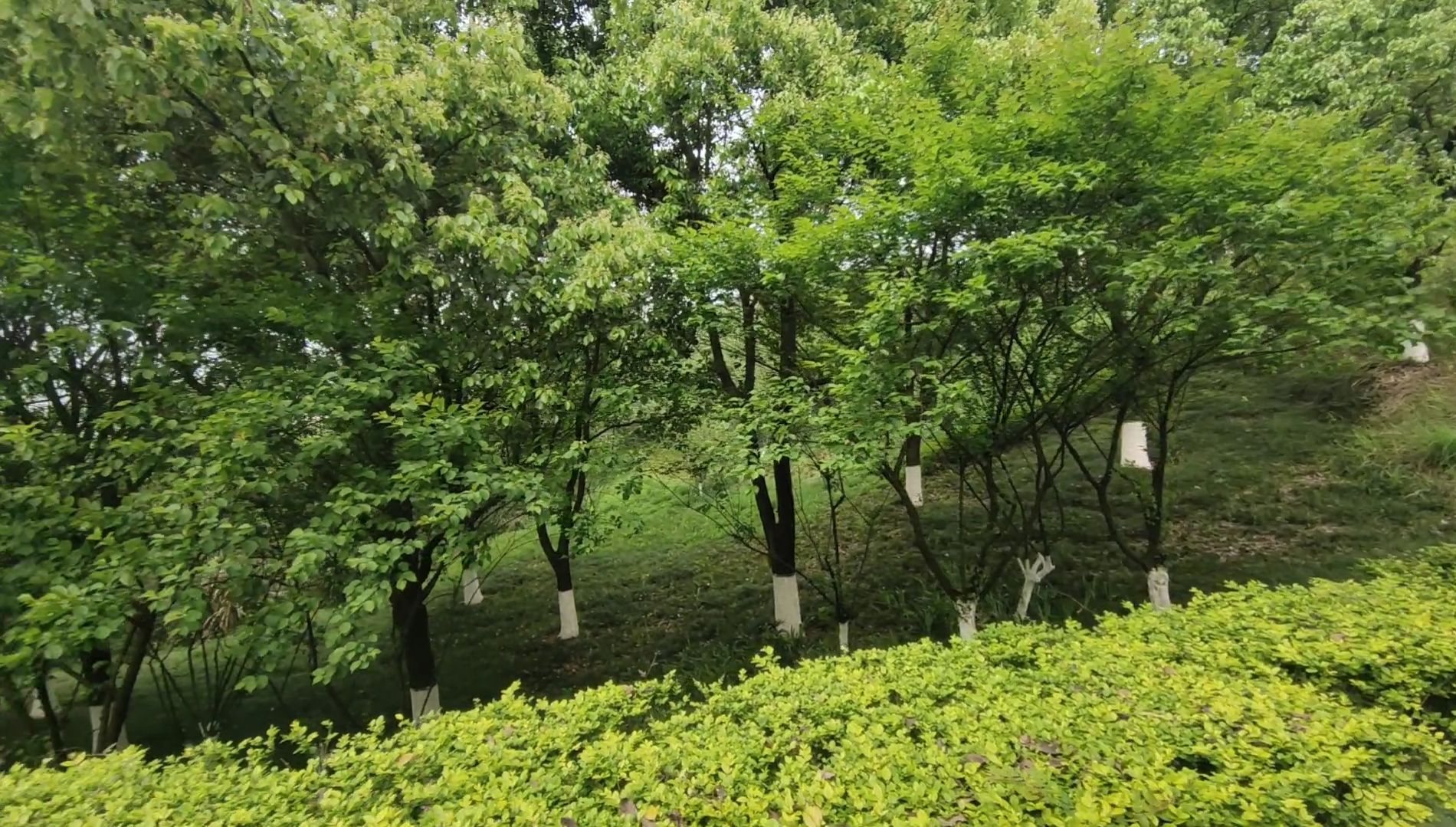 西城公园旅行图片 3