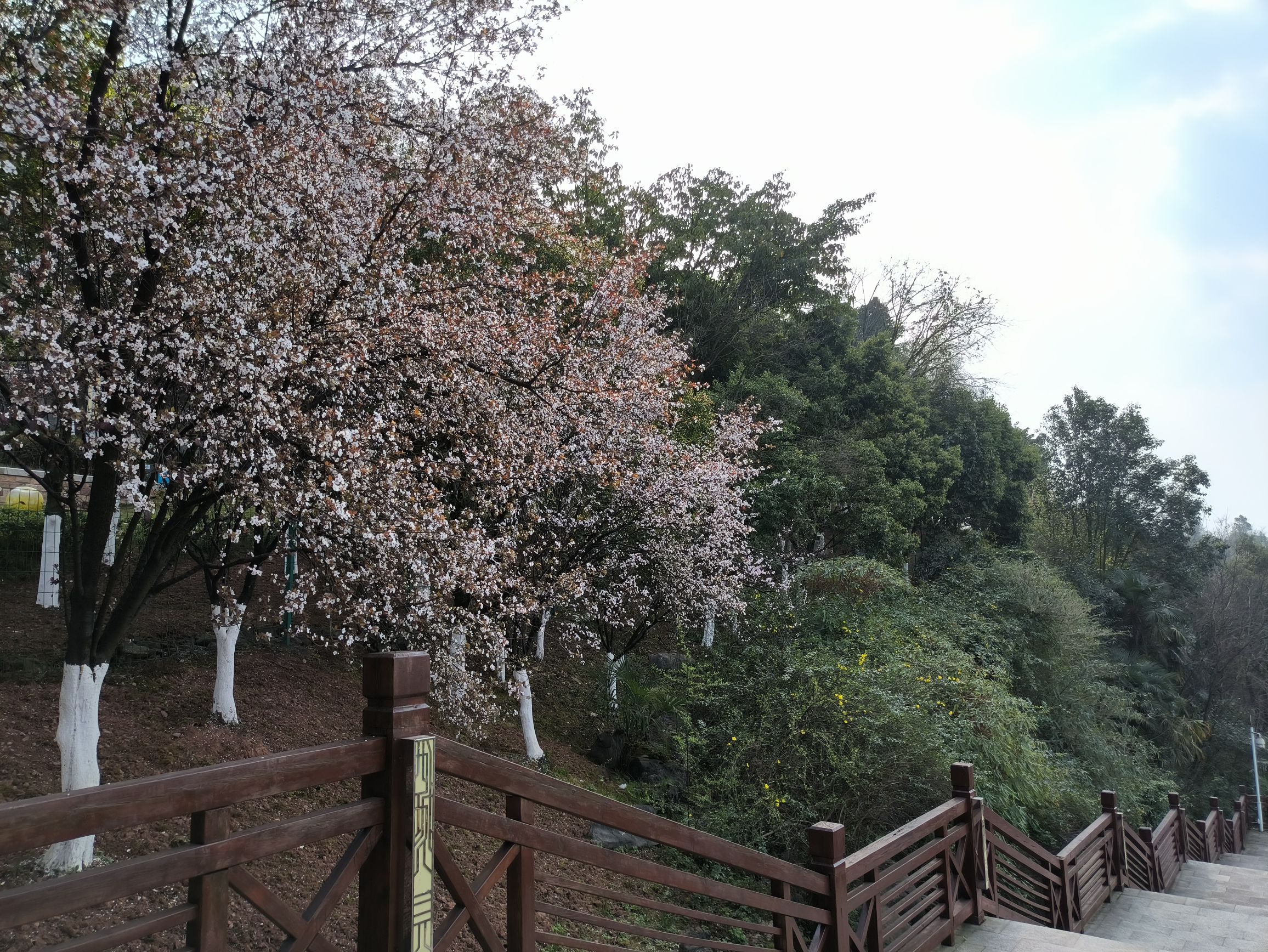 西城公园旅行图片 1