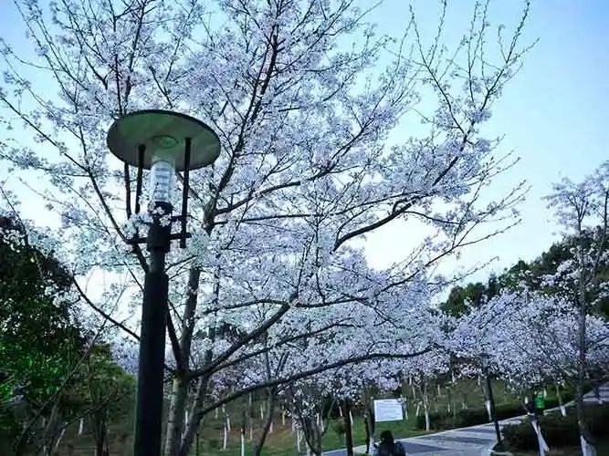 泰来公园旅行图片 2