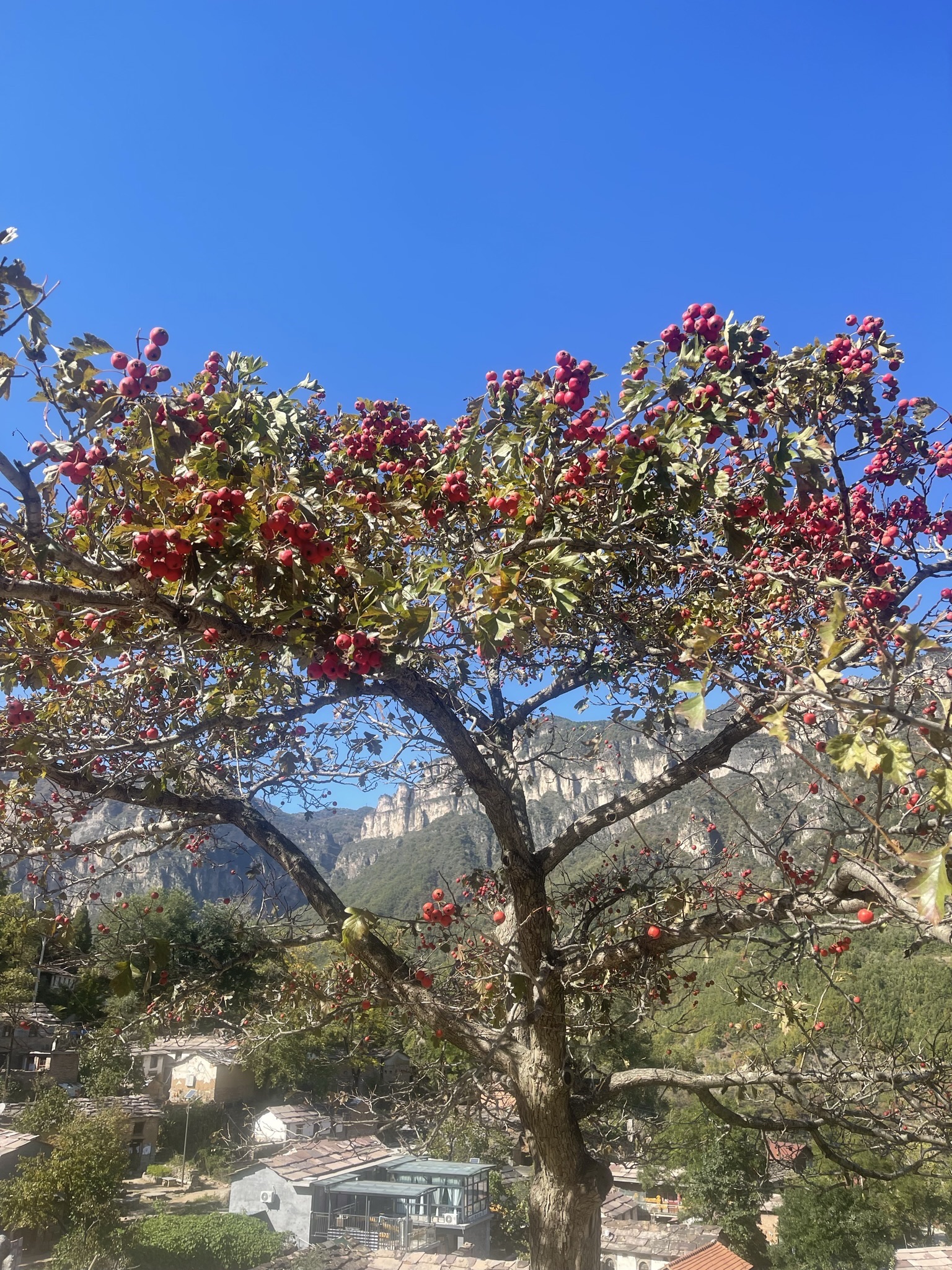 戏鱼墩公园旅行图片 3