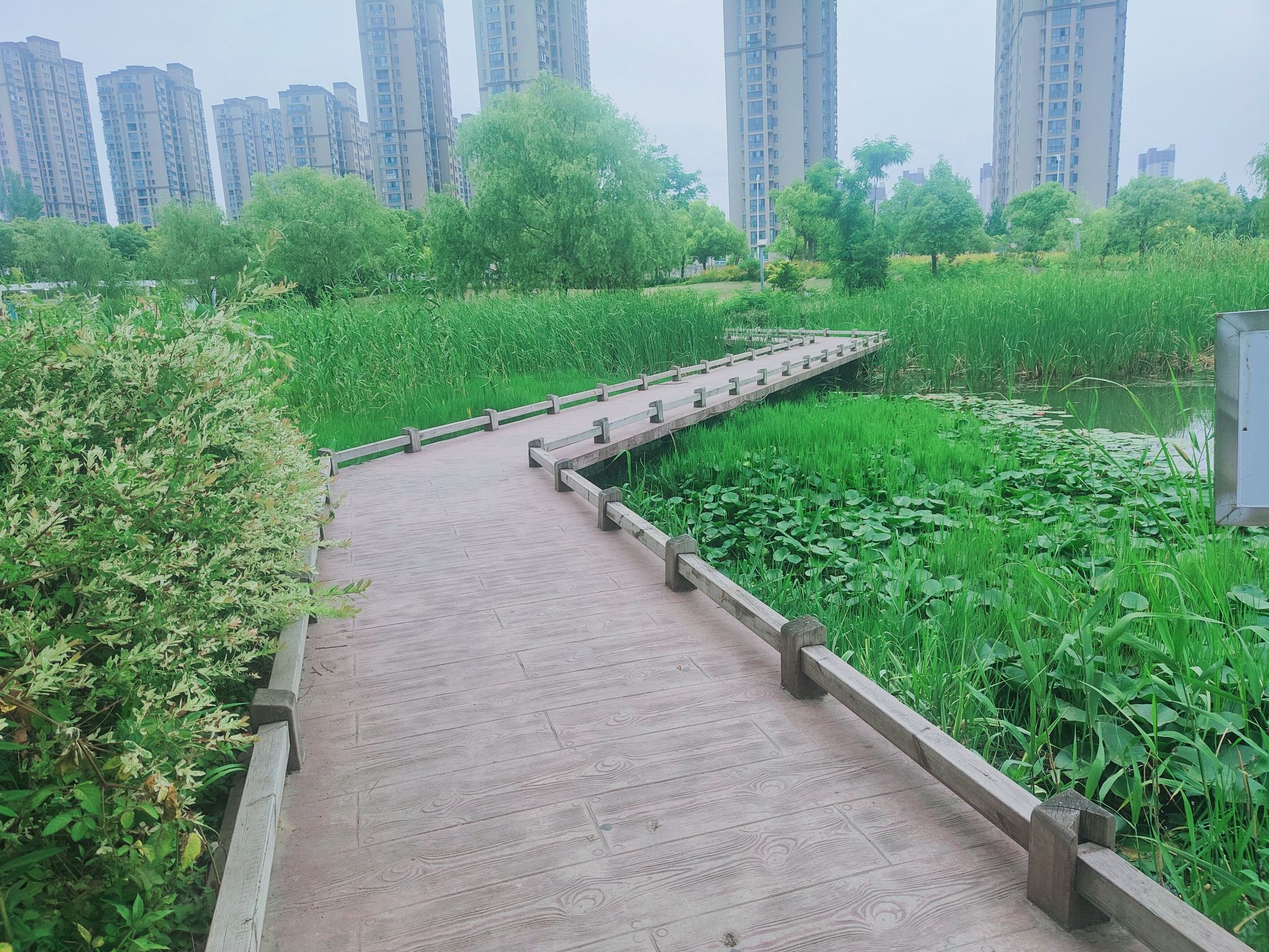 九龙湖公园旅行图片 3