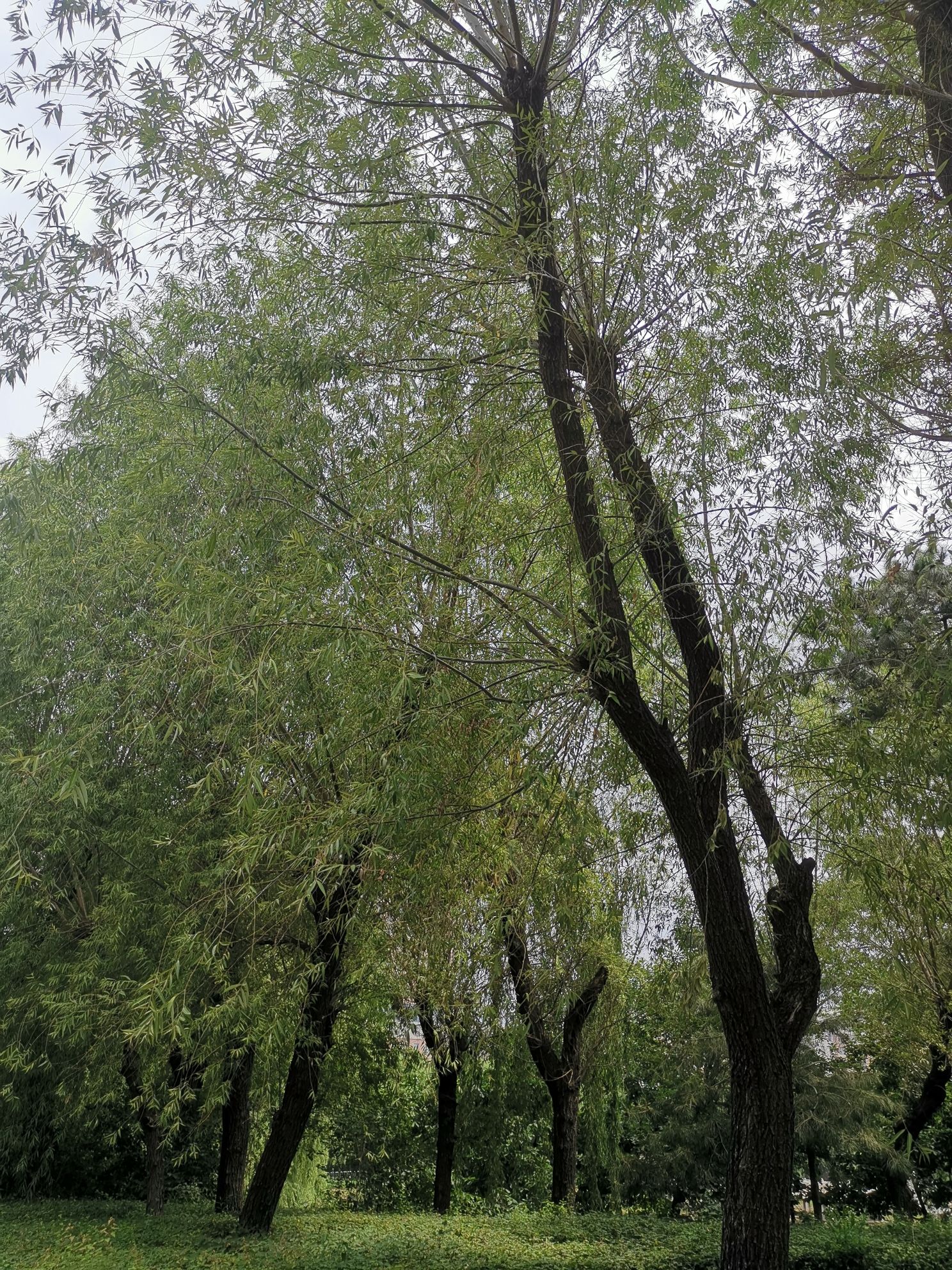长春德苑旅行图片 2