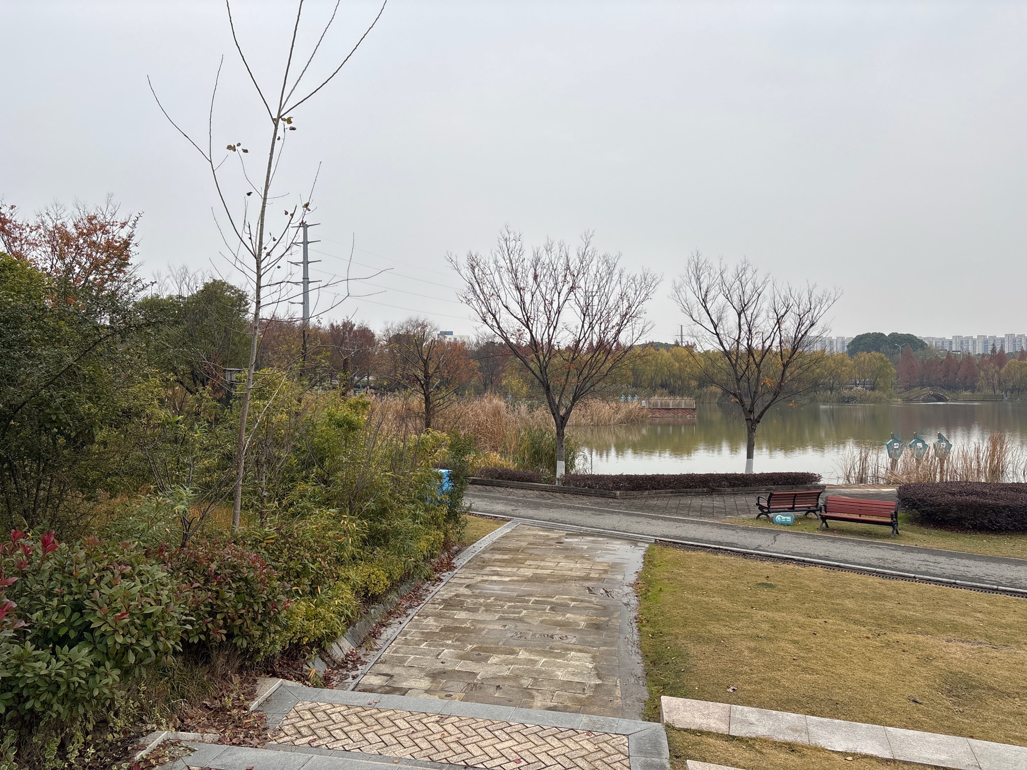碧春湖生态湿地旅行图片 2
