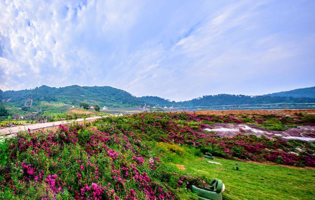 长山薰衣草庄园旅行图片 3