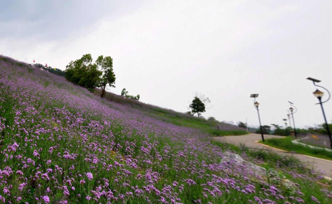 长山薰衣草庄园旅行图片 2