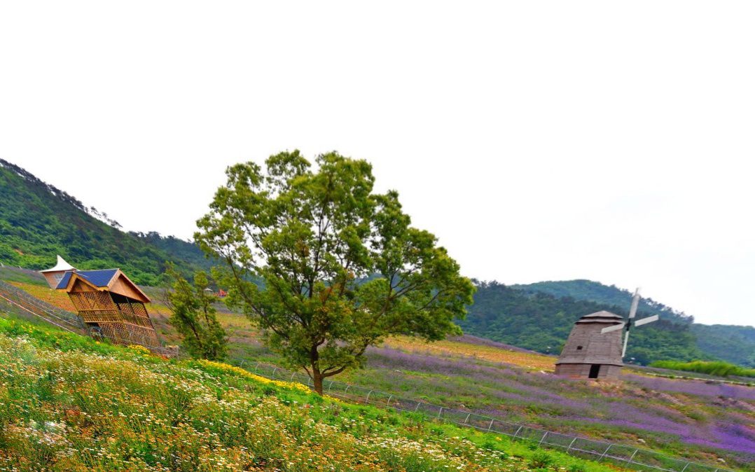 长山薰衣草庄园旅行图片 1