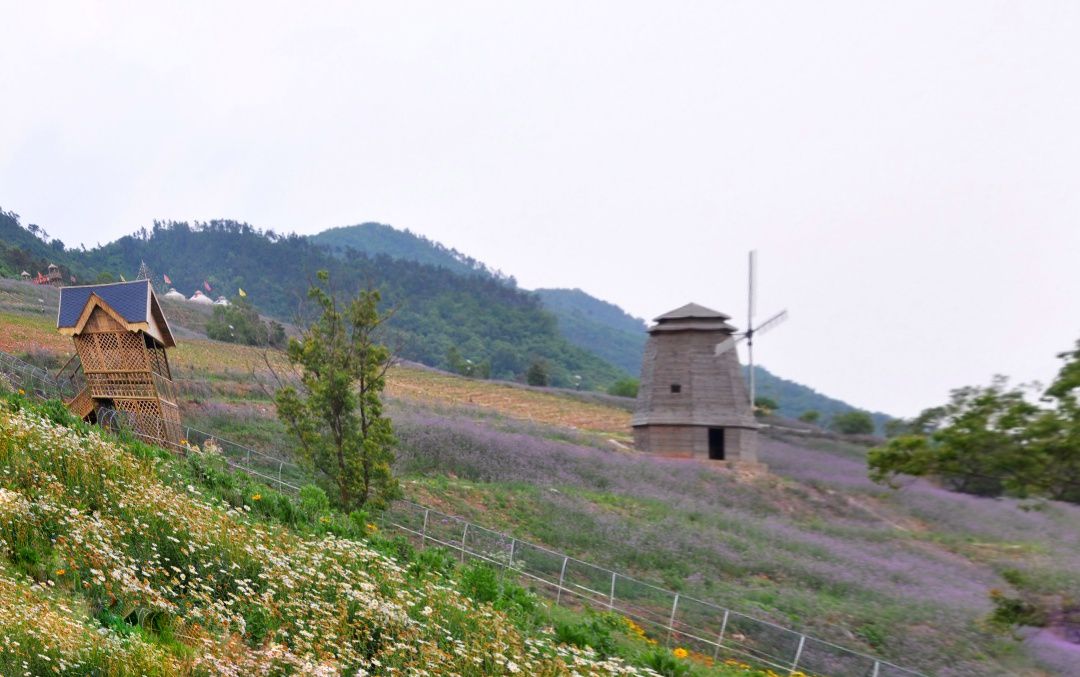 长山薰衣草庄园旅行图片 3