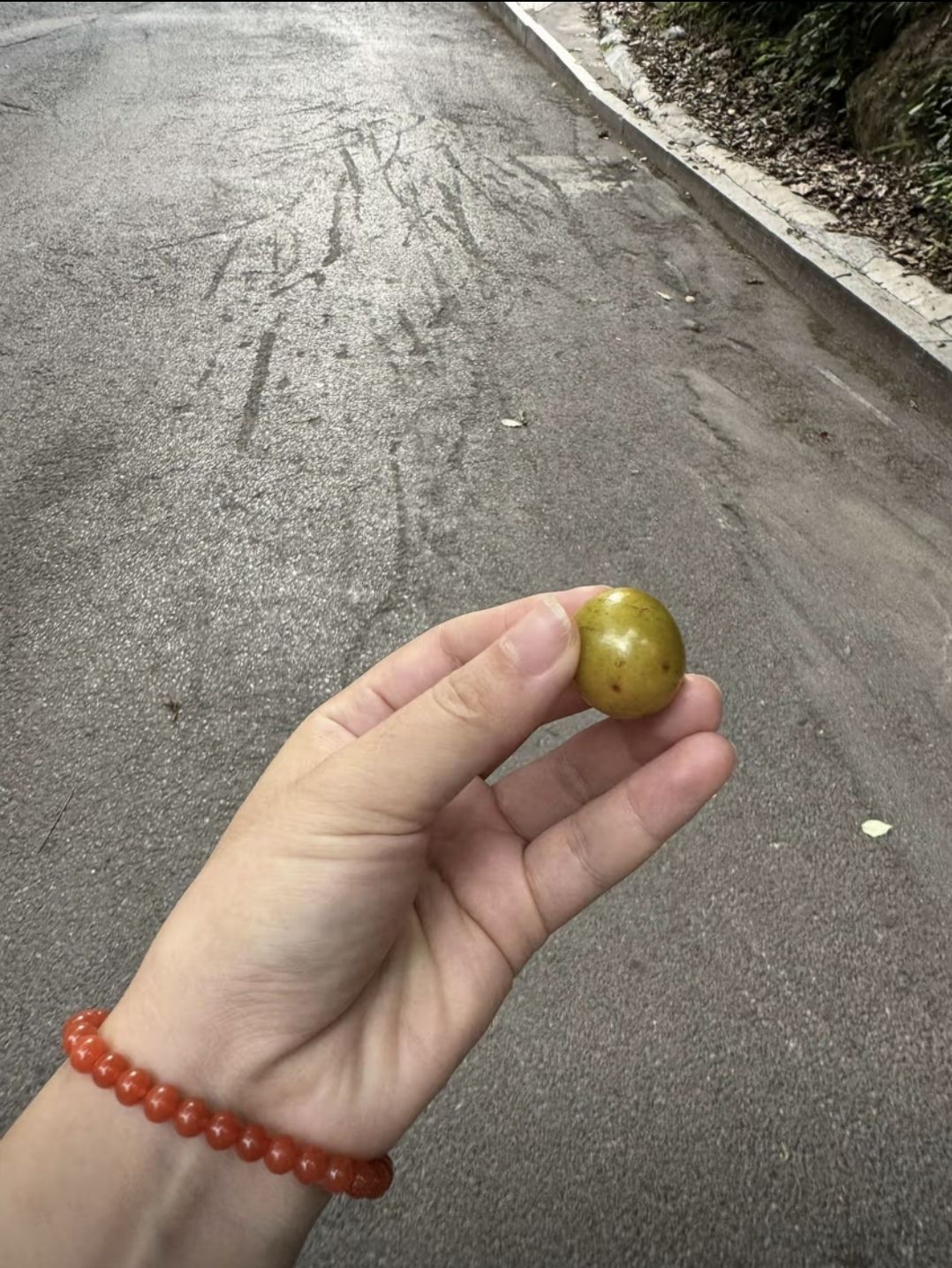 会龙公园旅行图片 3