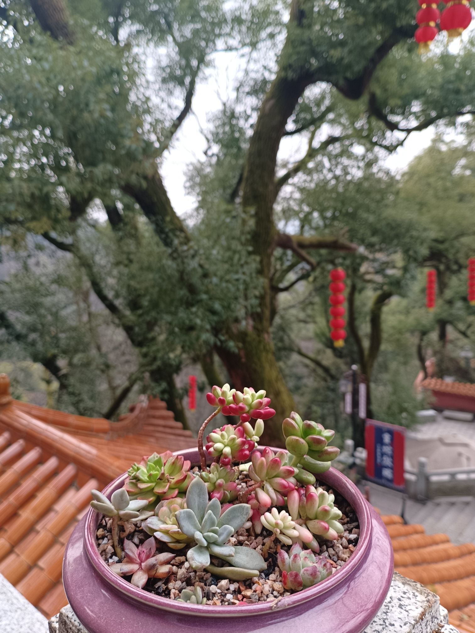 会龙公园