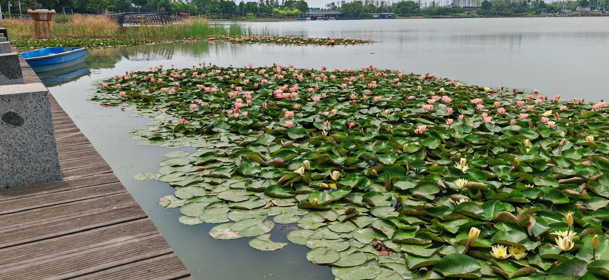 双鹤湖中央公园旅行图片