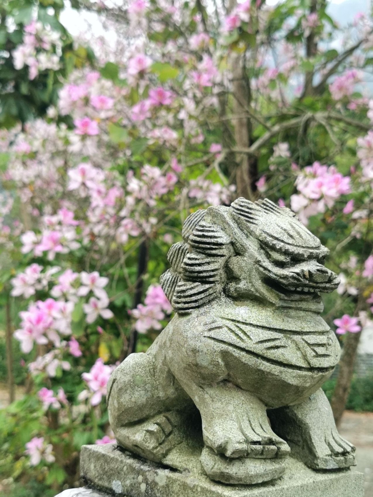 大新恩城自然保护区旅行图片 1