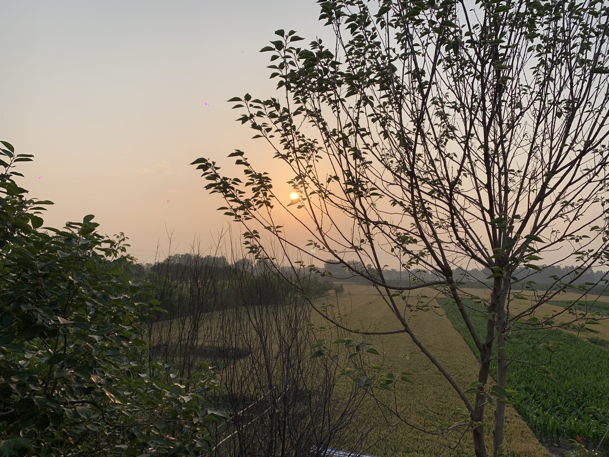 界首市颍南植物园旅行图片 1