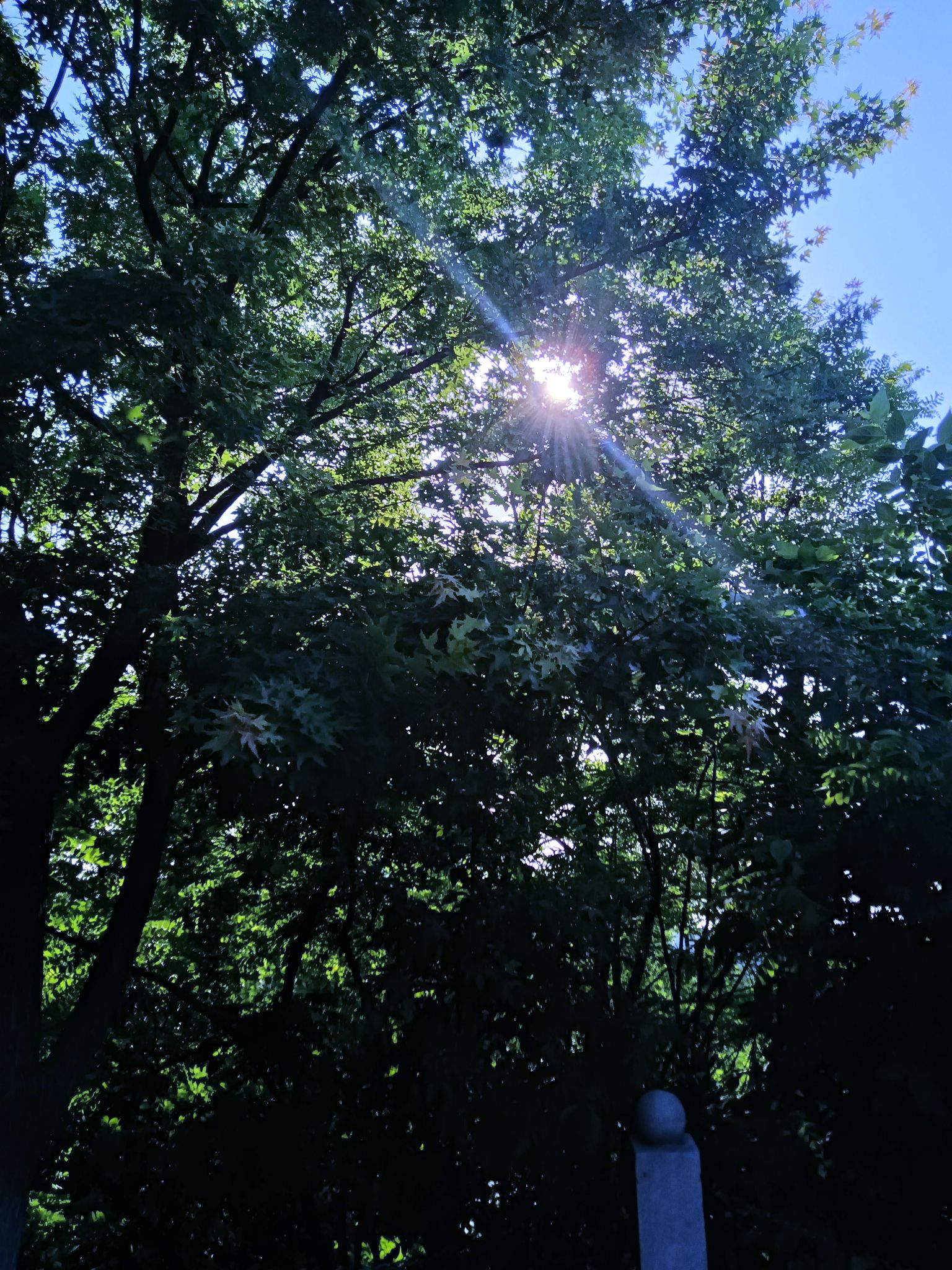 界首市颍南植物园旅行图片 3