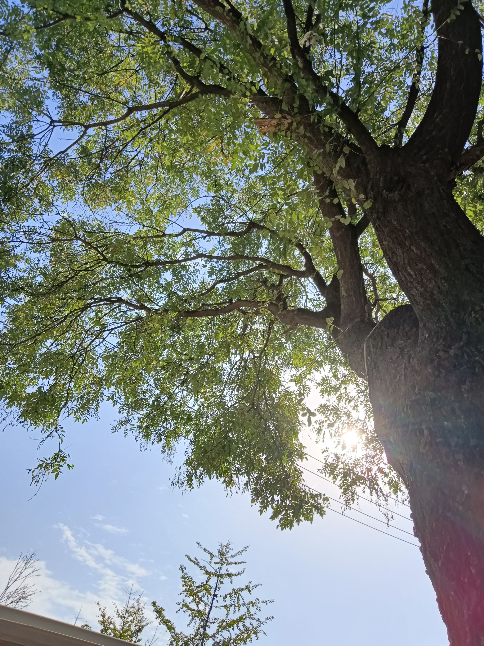 界首市颍南植物园旅行图片 1