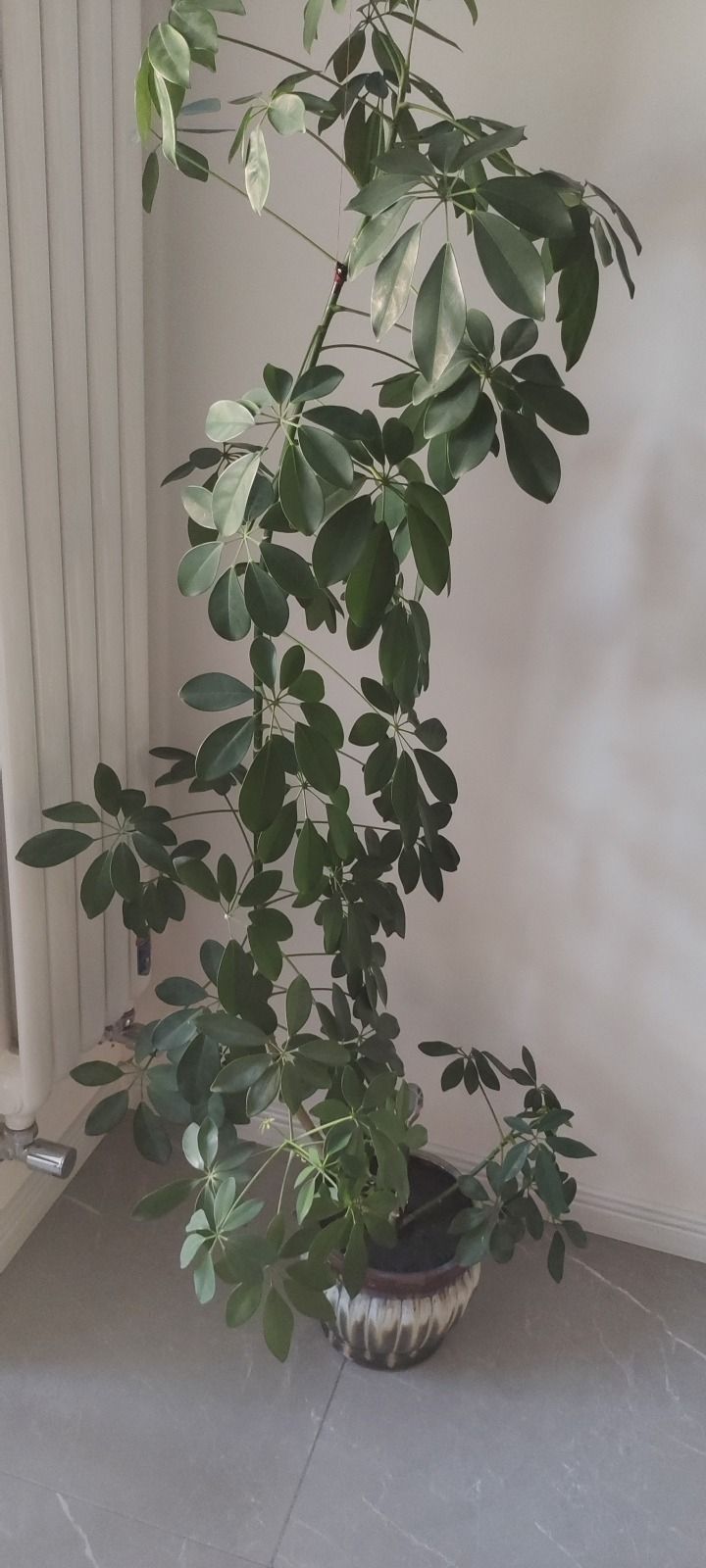 潘多拉多肉植物园