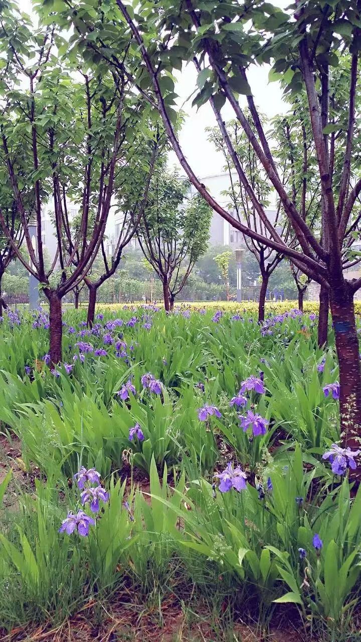 井底民俗村旅行图片 3