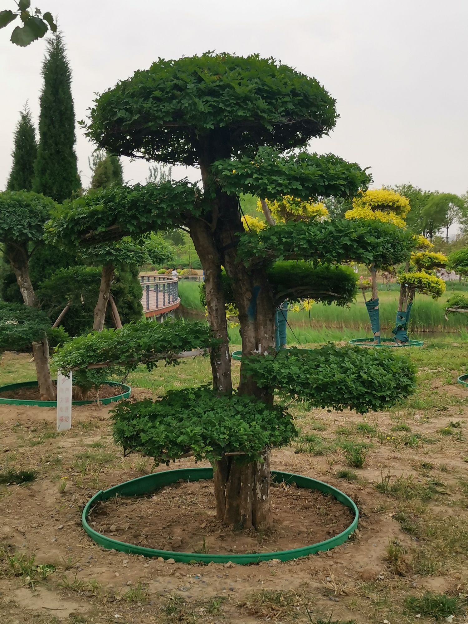 滨州植物园旅行图片 1