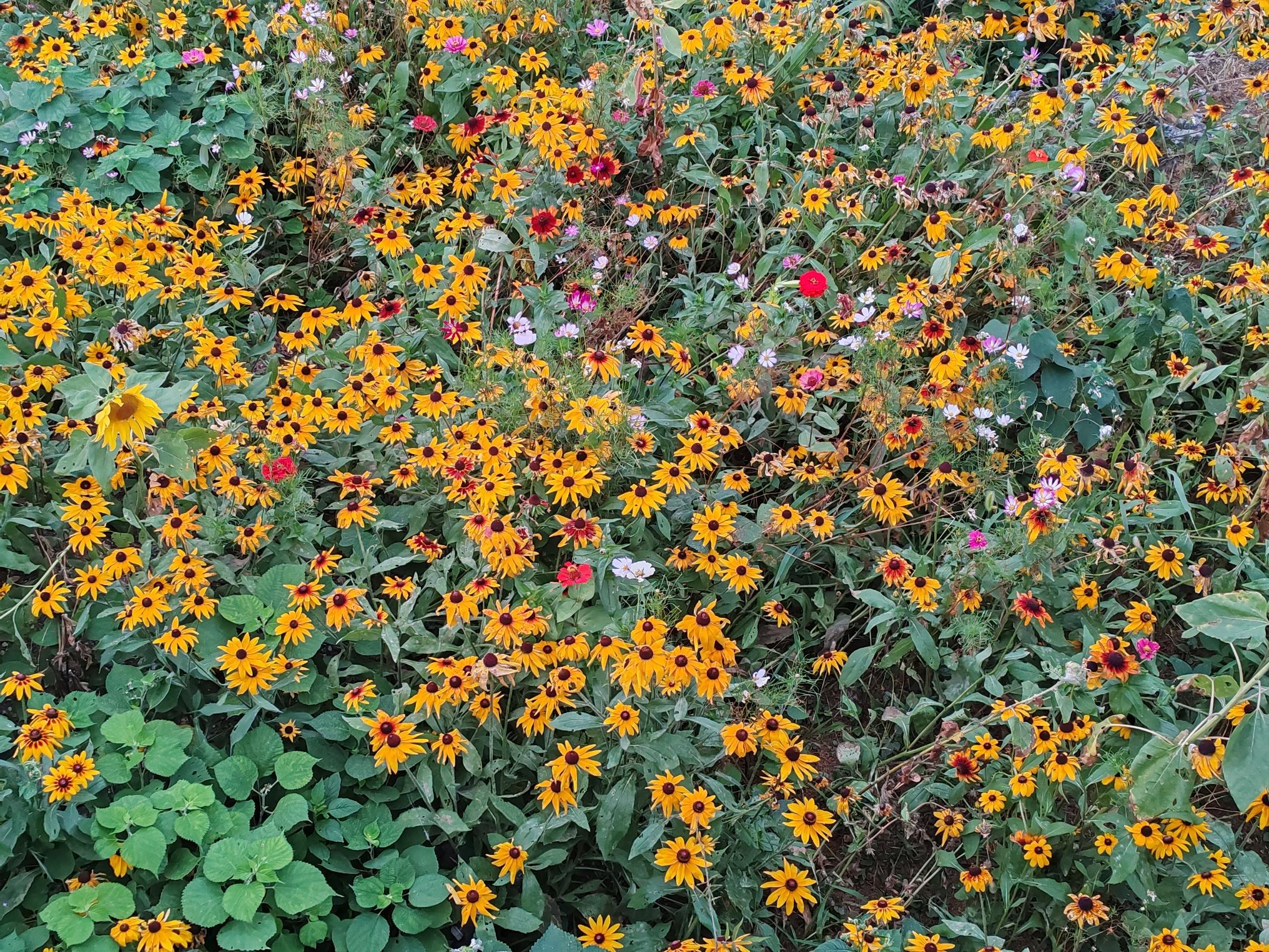 黄岩生态旅游区旅行图片 2