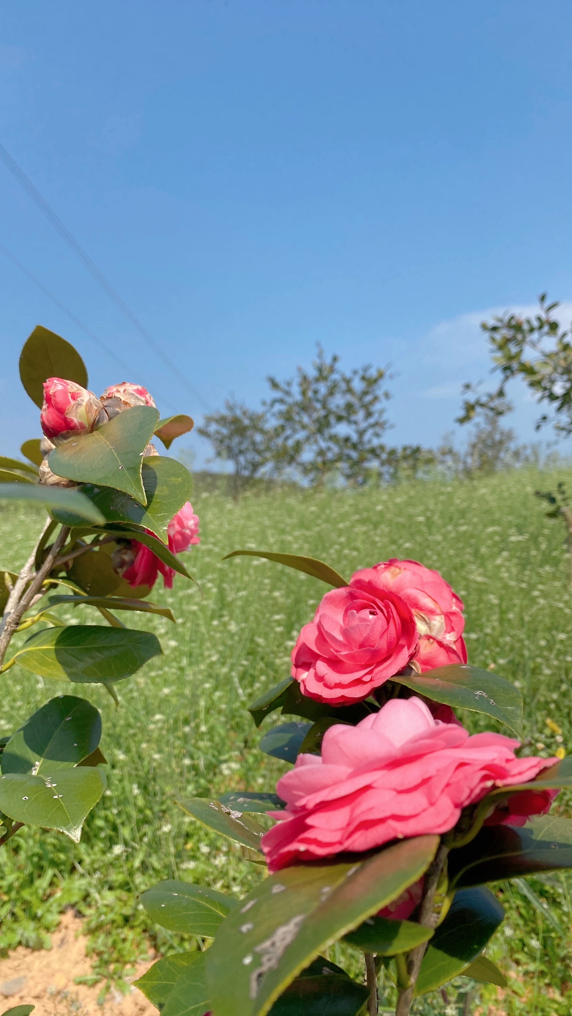 茶花森林公园旅行图片 3