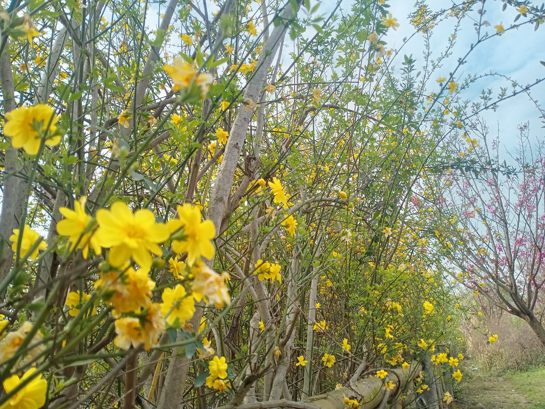 龙泉村樱花谷旅行图片 3