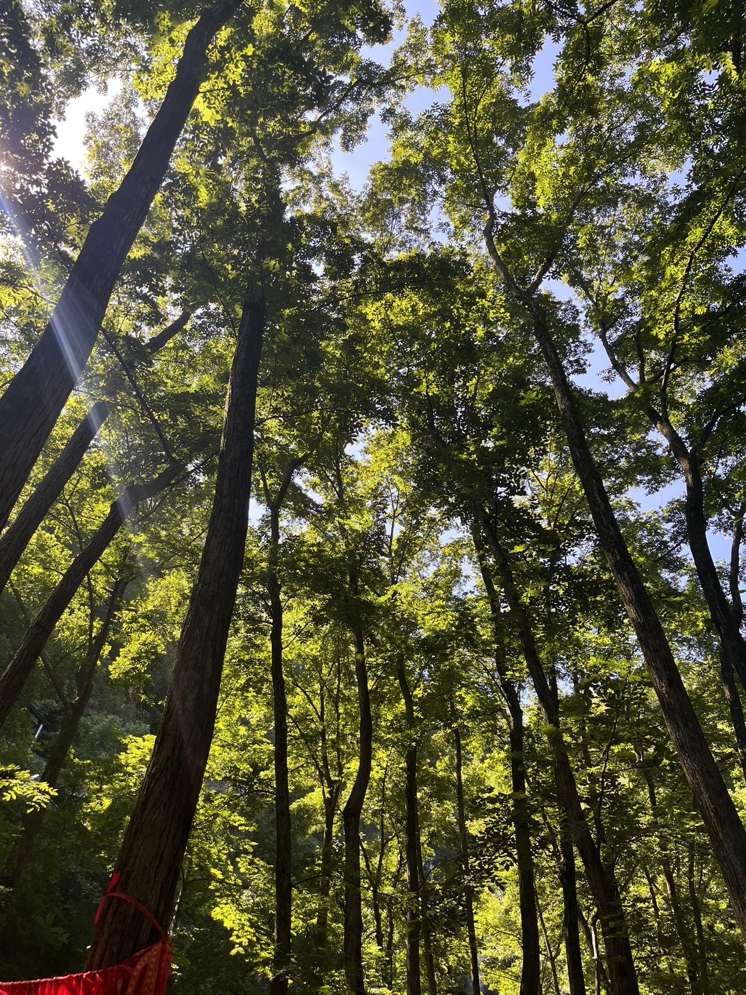王府竹海度假旅游区旅行图片 3