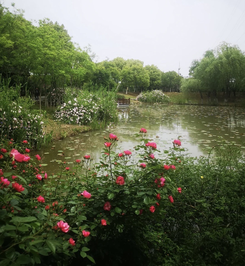 自在公园旅行图片 3