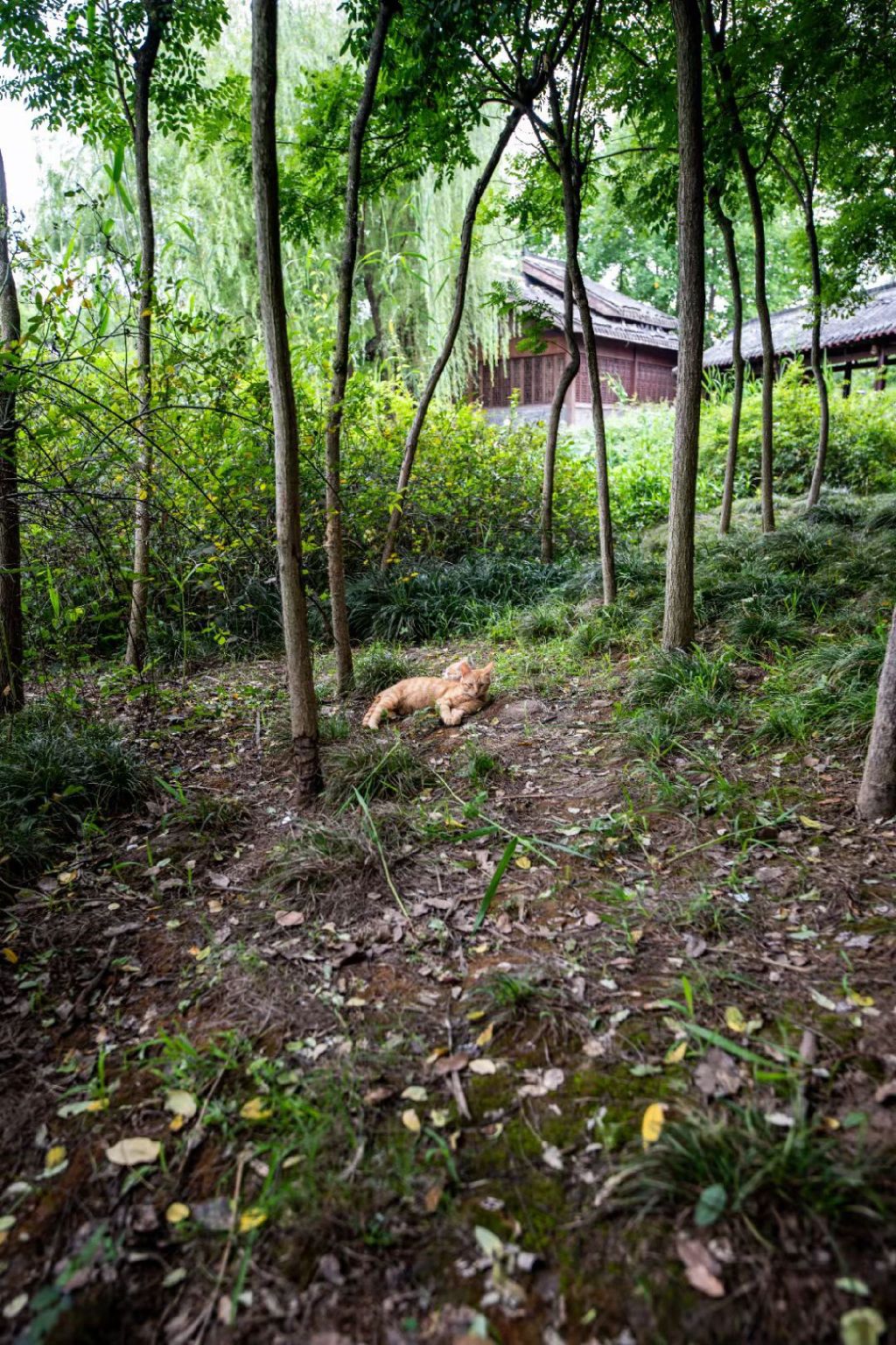 自在公园旅行图片 1
