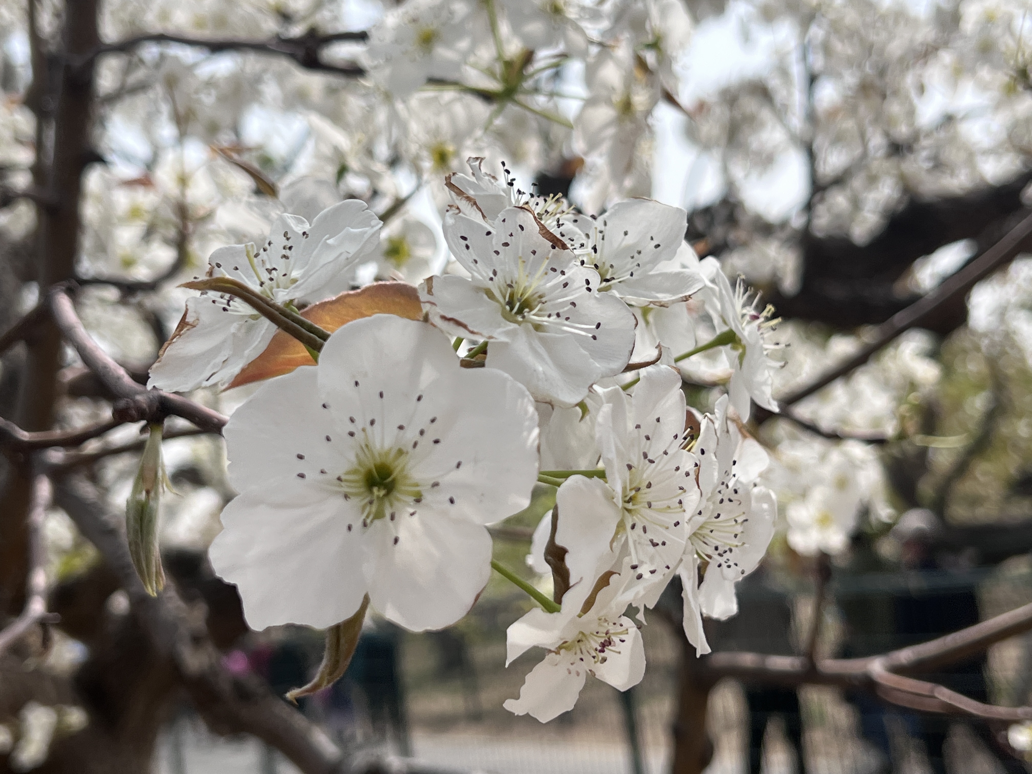 庞各庄万亩梨园旅行图片 2