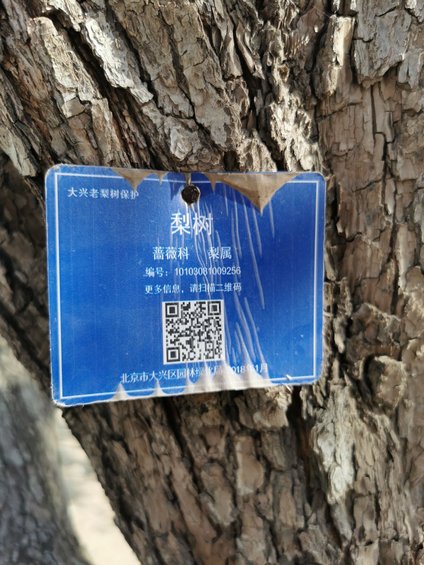 庞各庄万亩梨园旅行图片 1