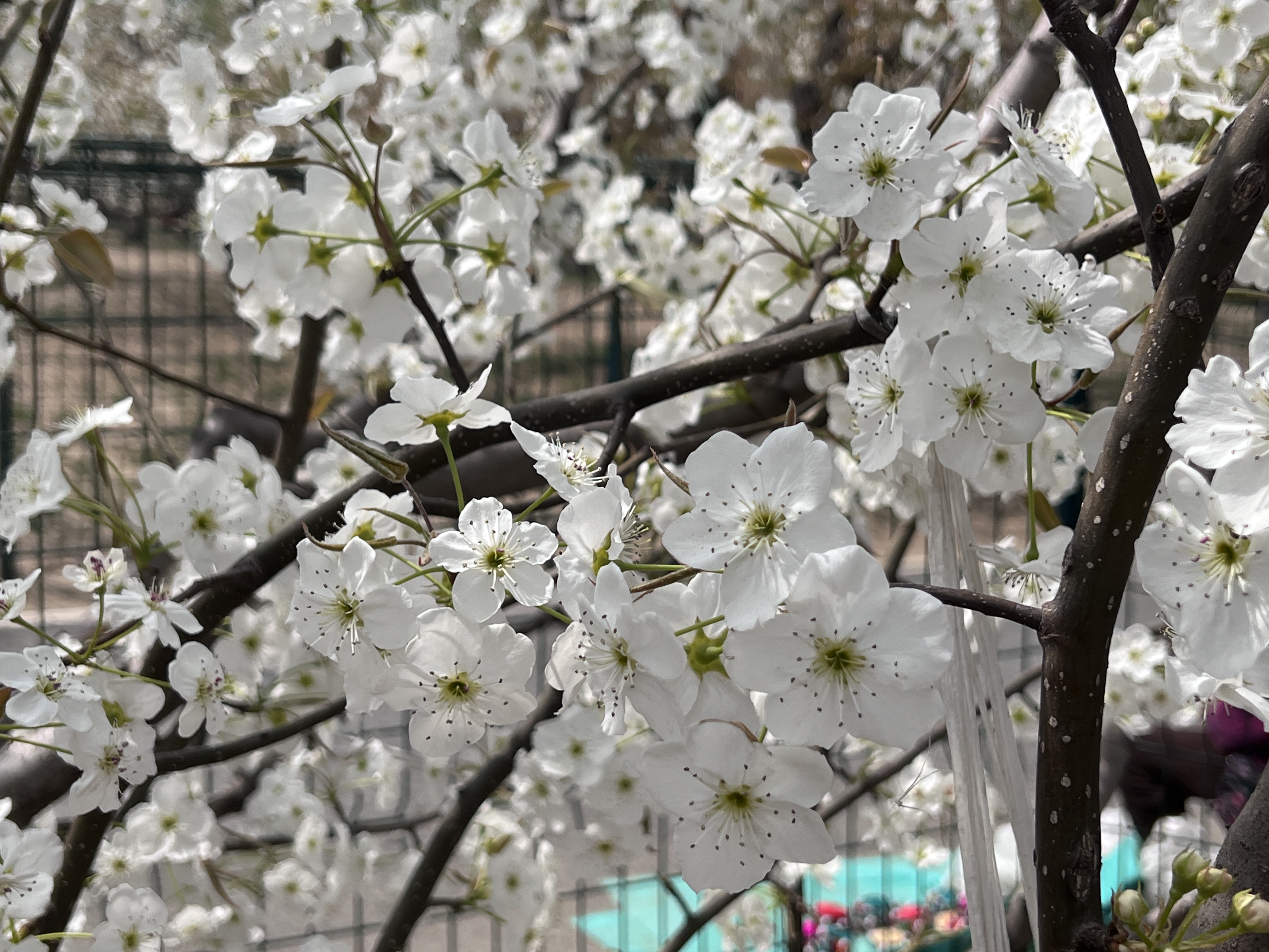 庞各庄万亩梨园旅行图片 1