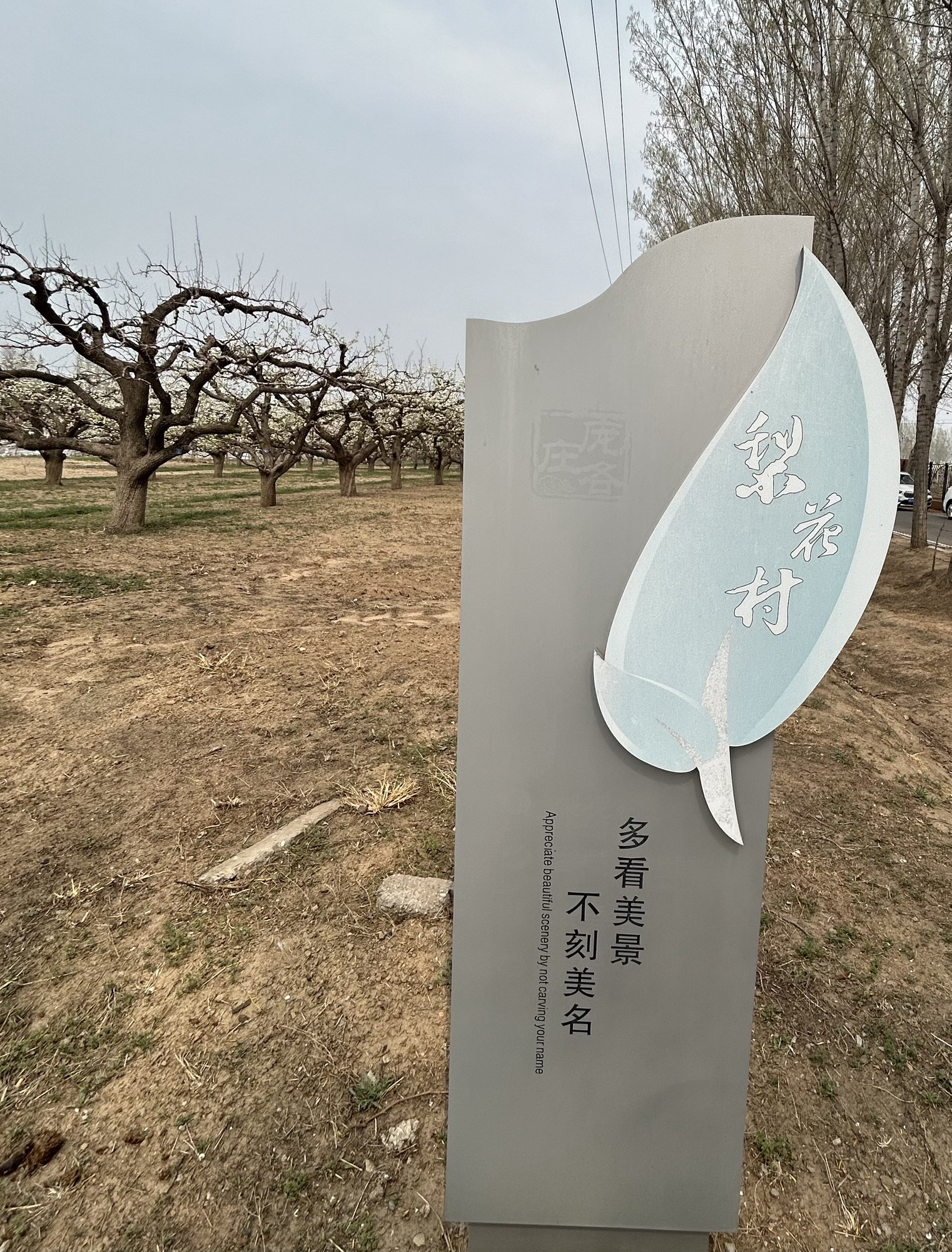 庞各庄万亩梨园旅行图片 3