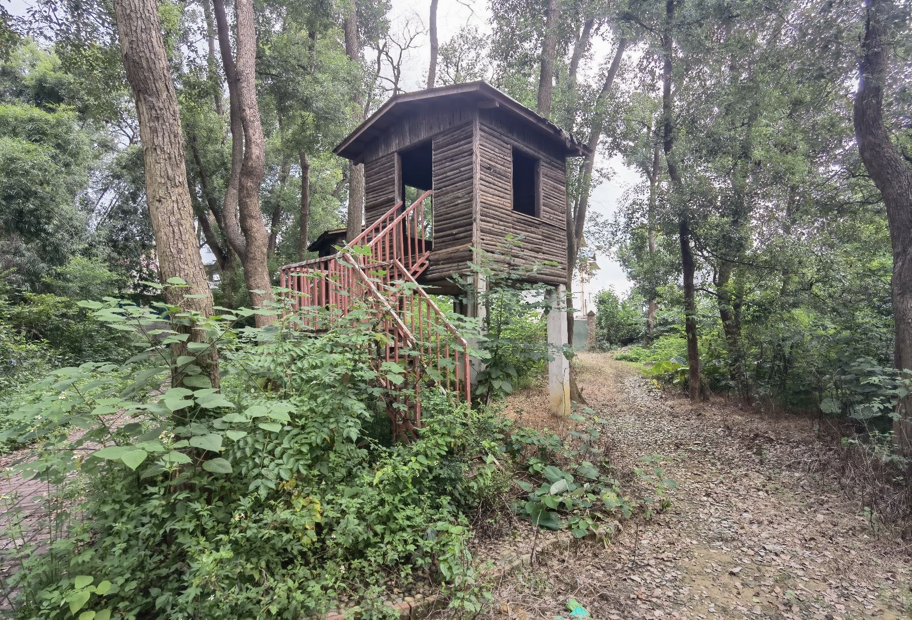 柳北区黄土村樟树林旅行图片 2