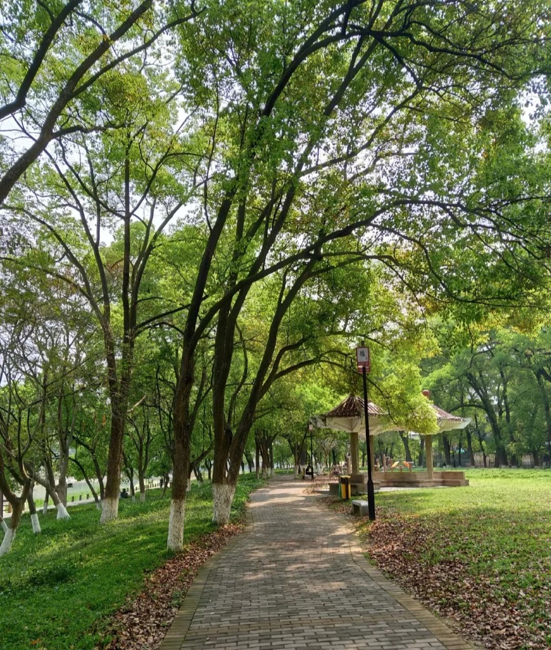 榉子洲公园旅行图片 1