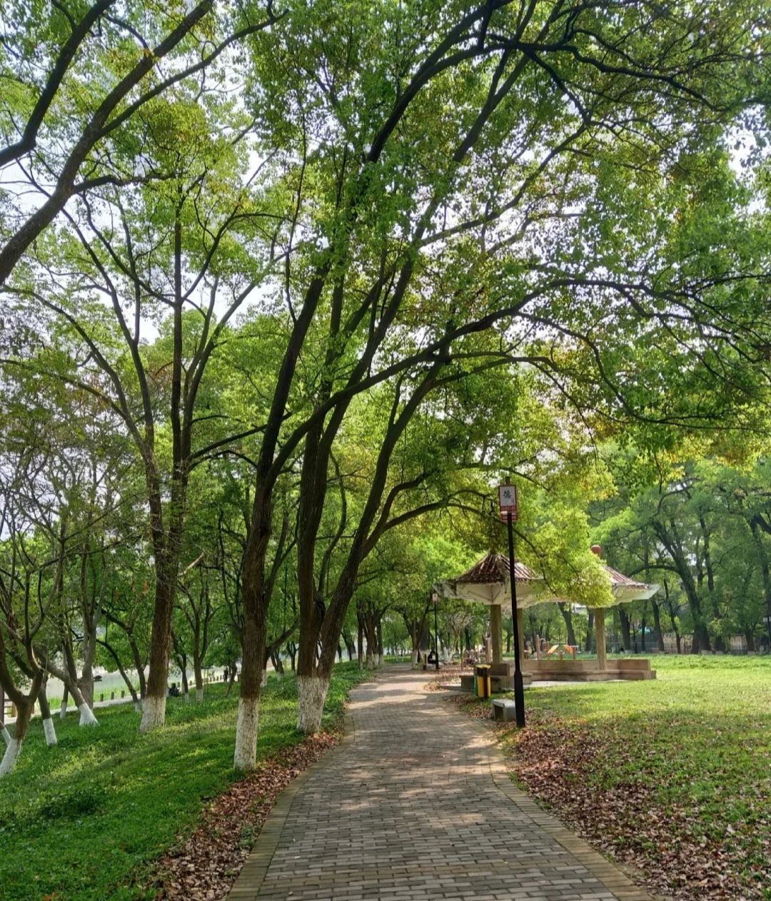 榉子洲公园旅行图片 2