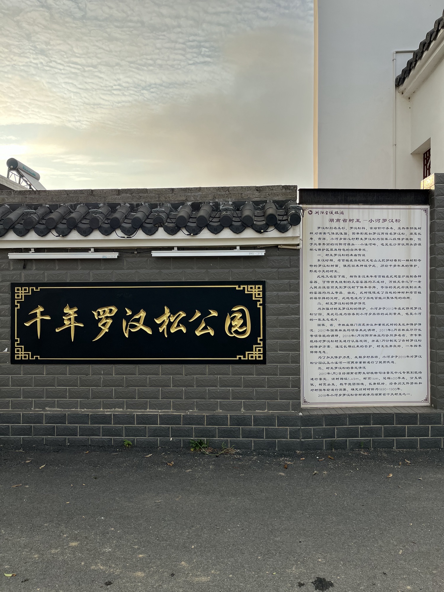 千年罗汉松公园旅行图片 1