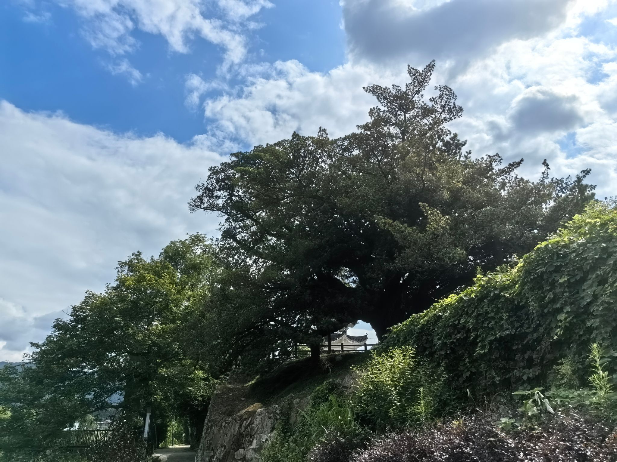 千年罗汉松公园旅行图片 1