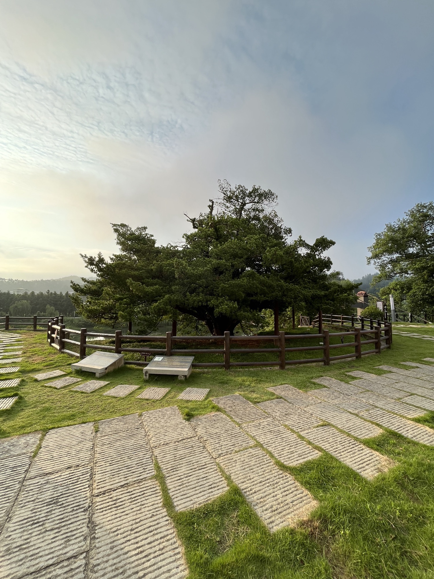 千年罗汉松公园旅行图片 2
