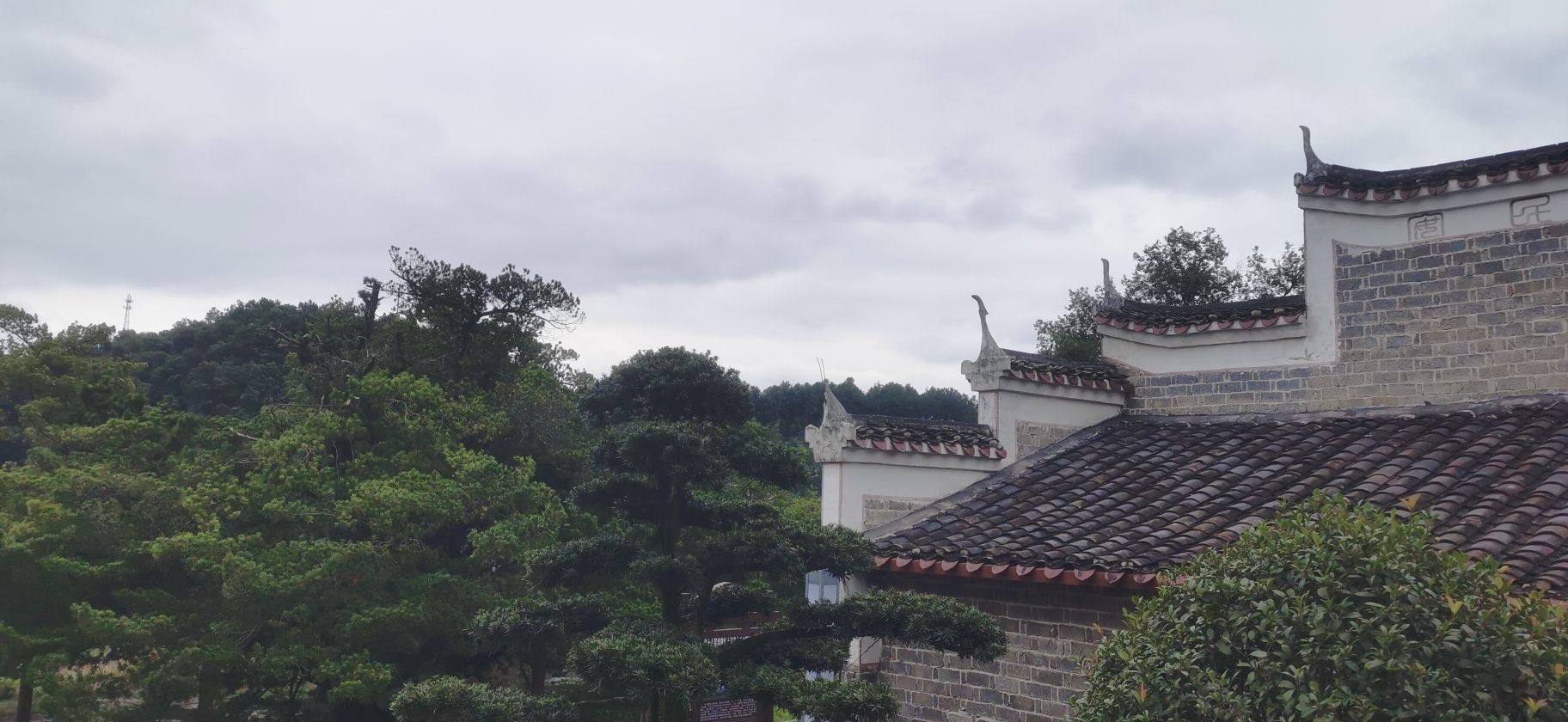 千年罗汉松公园旅行图片 1